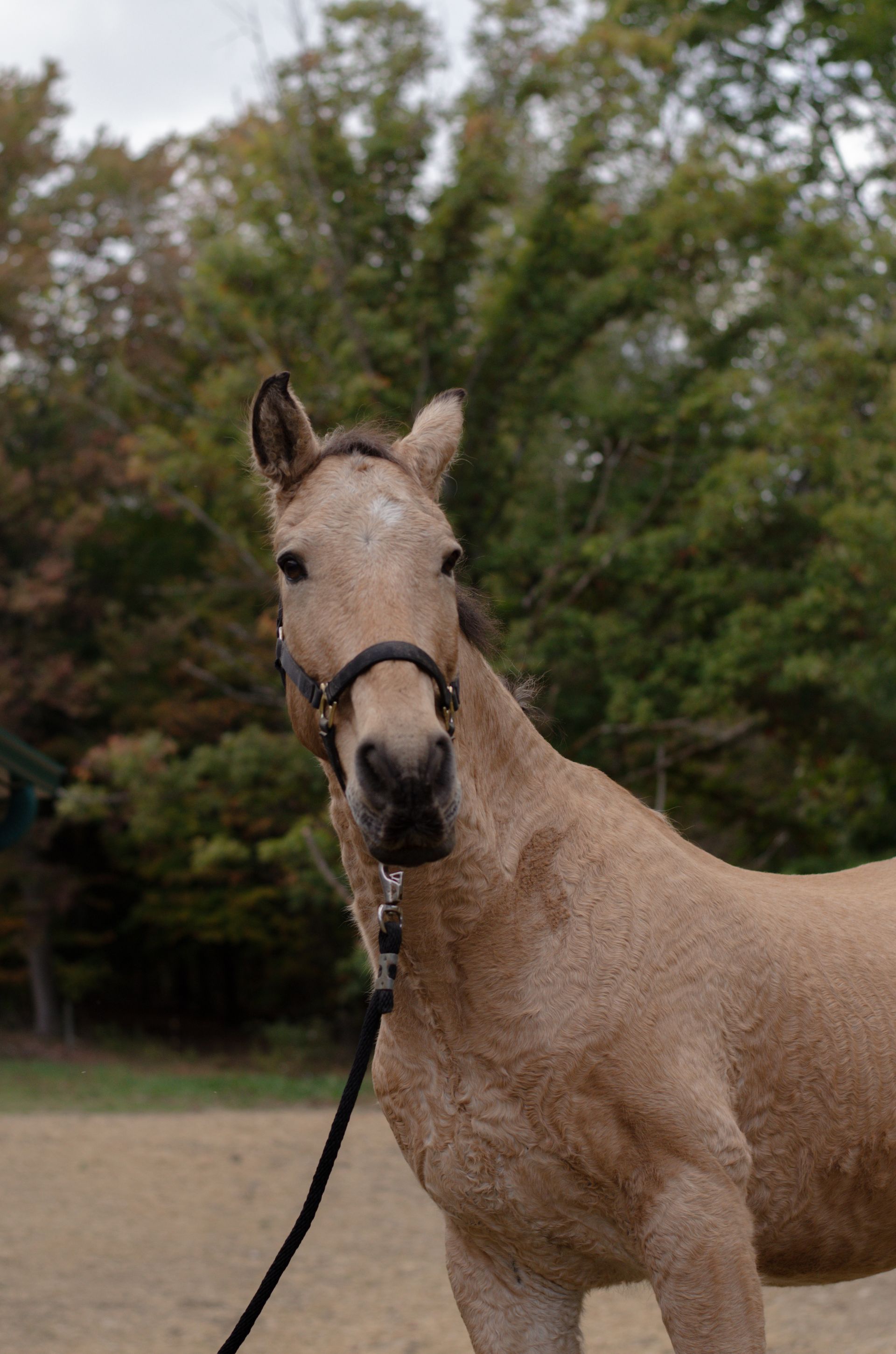 A horse with a bridle is standing in the woods.