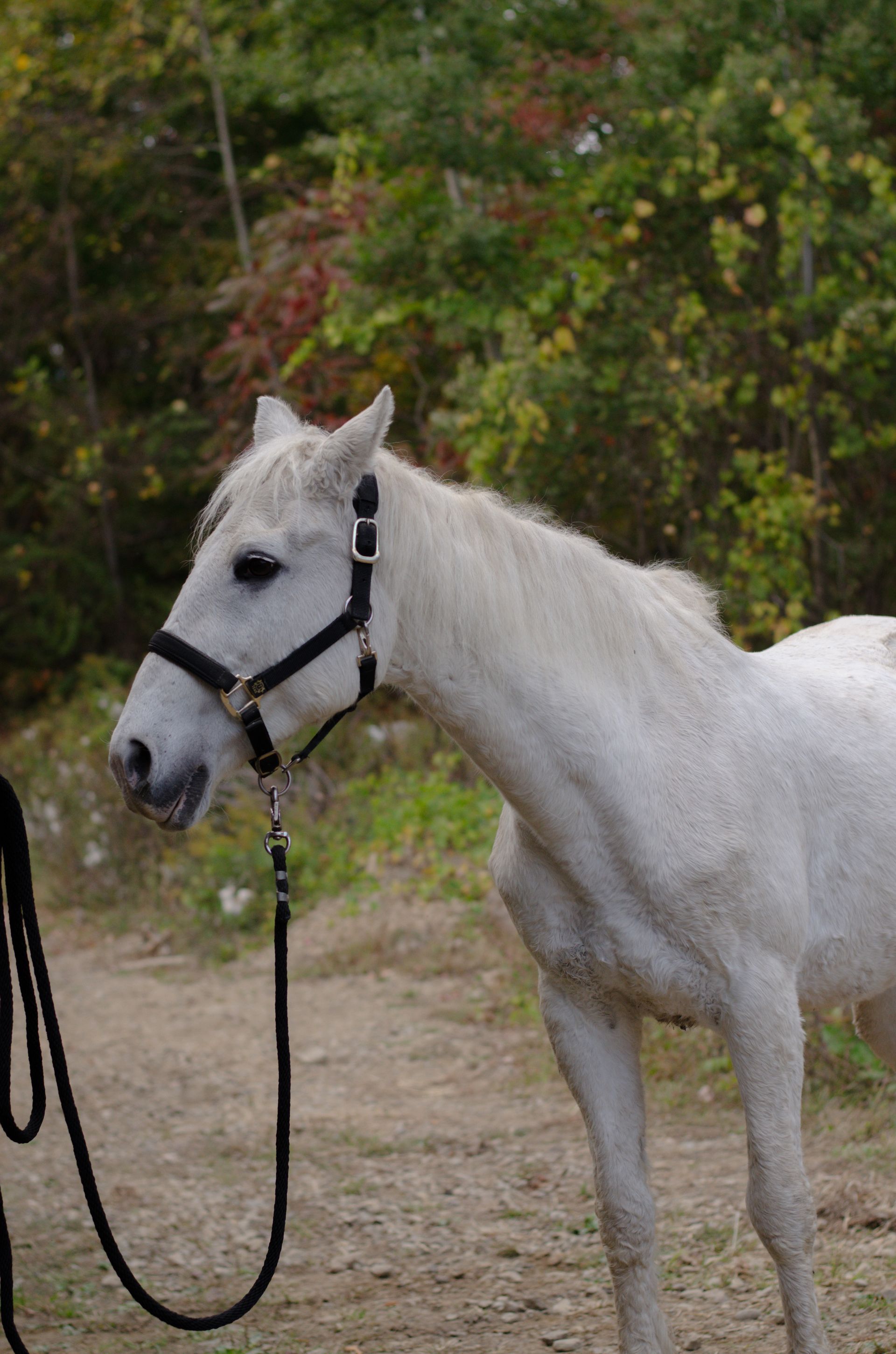 A white horse is standing in a grassy field next to a tree stump.