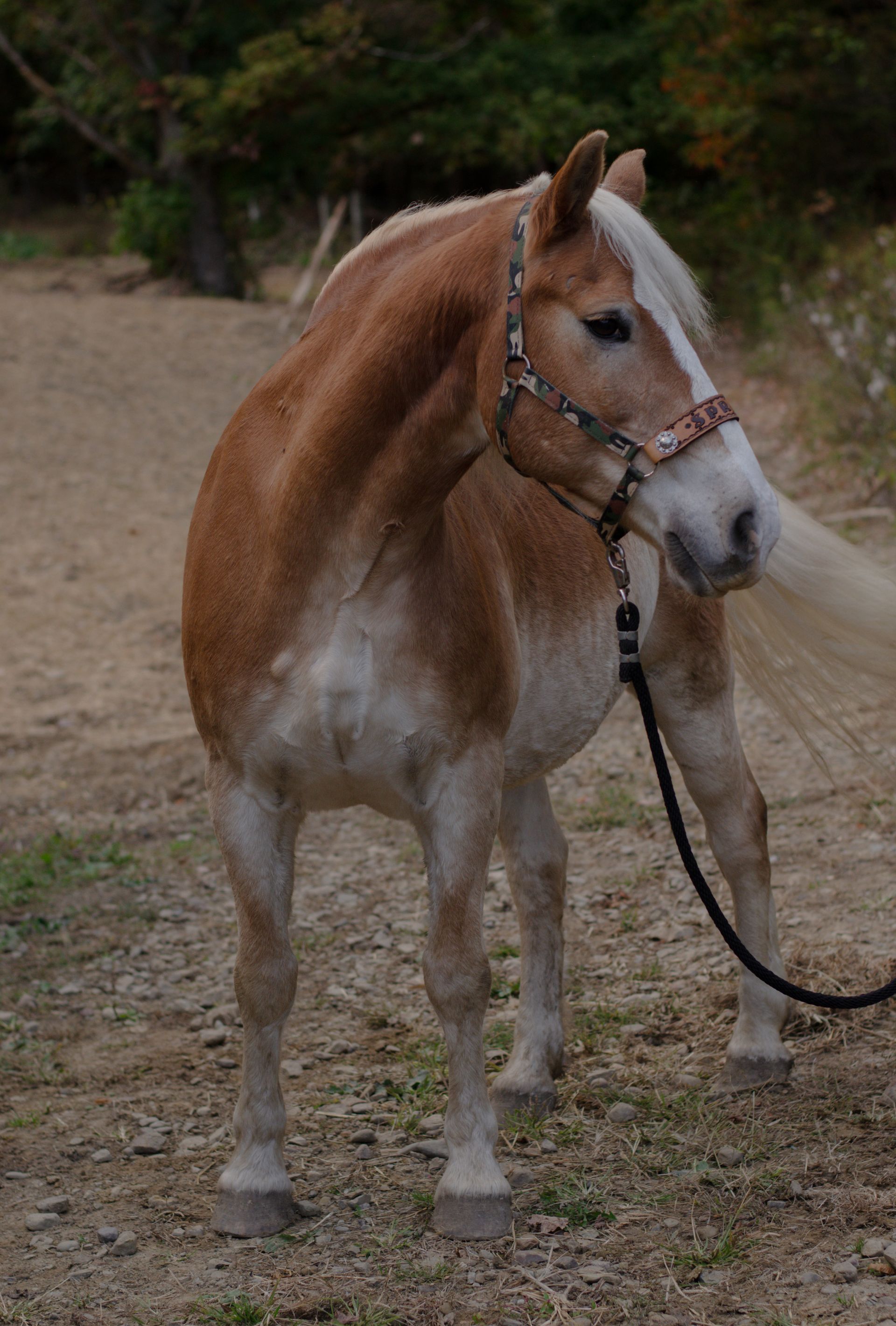 A brown and white horse with a green bridle is standing in the woods.