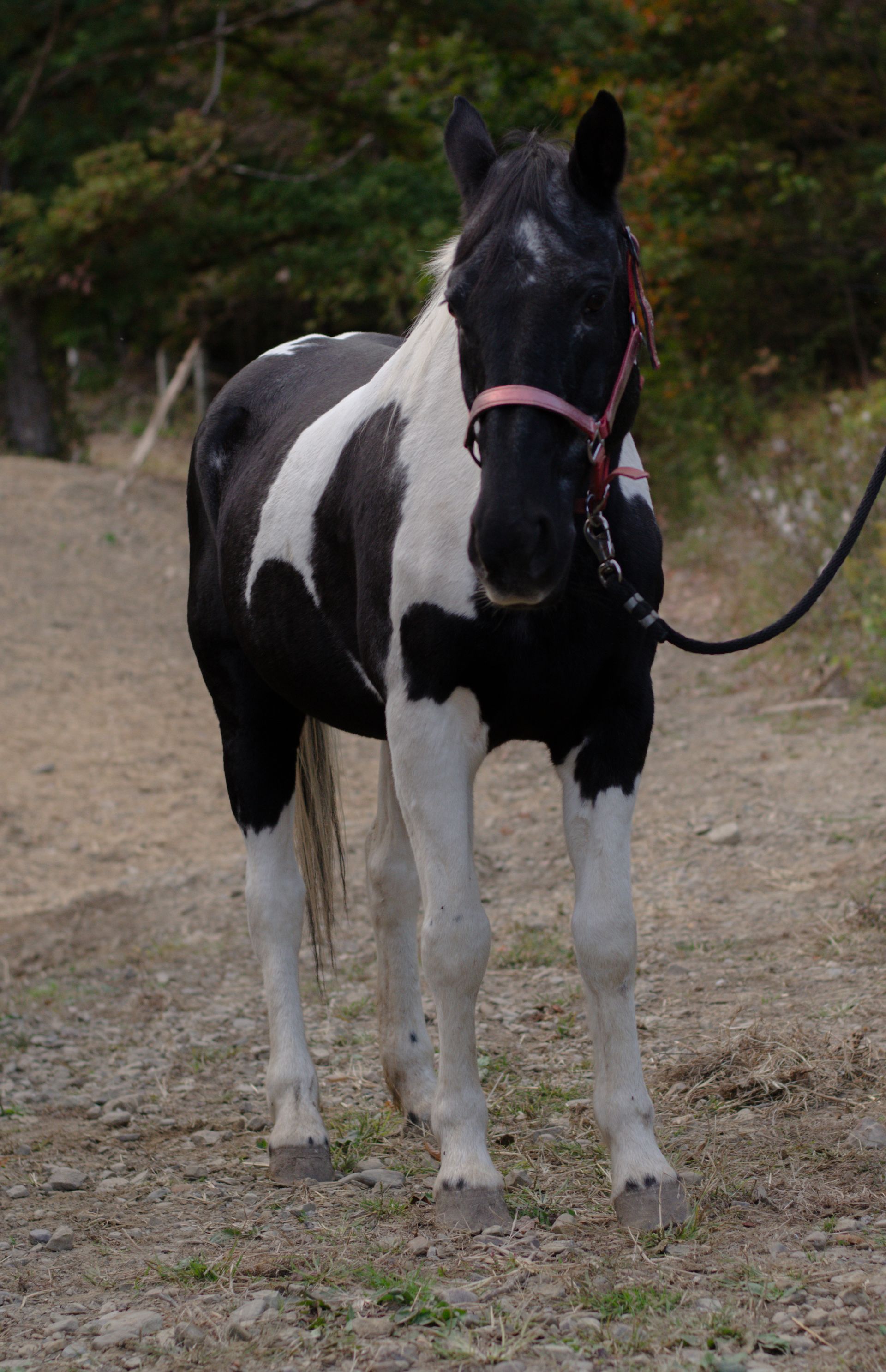 A black and white horse laying in a pile of hay