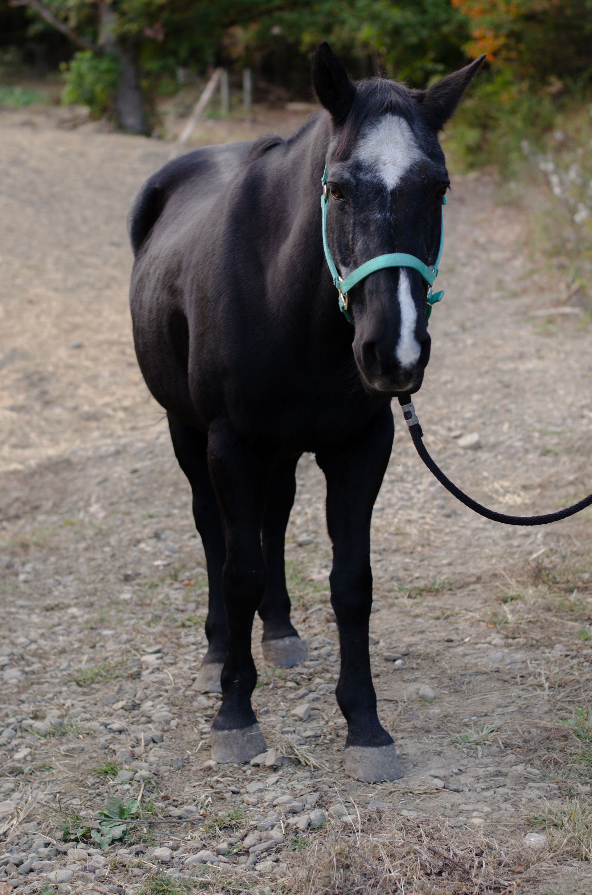 A black horse with a white spot on its face