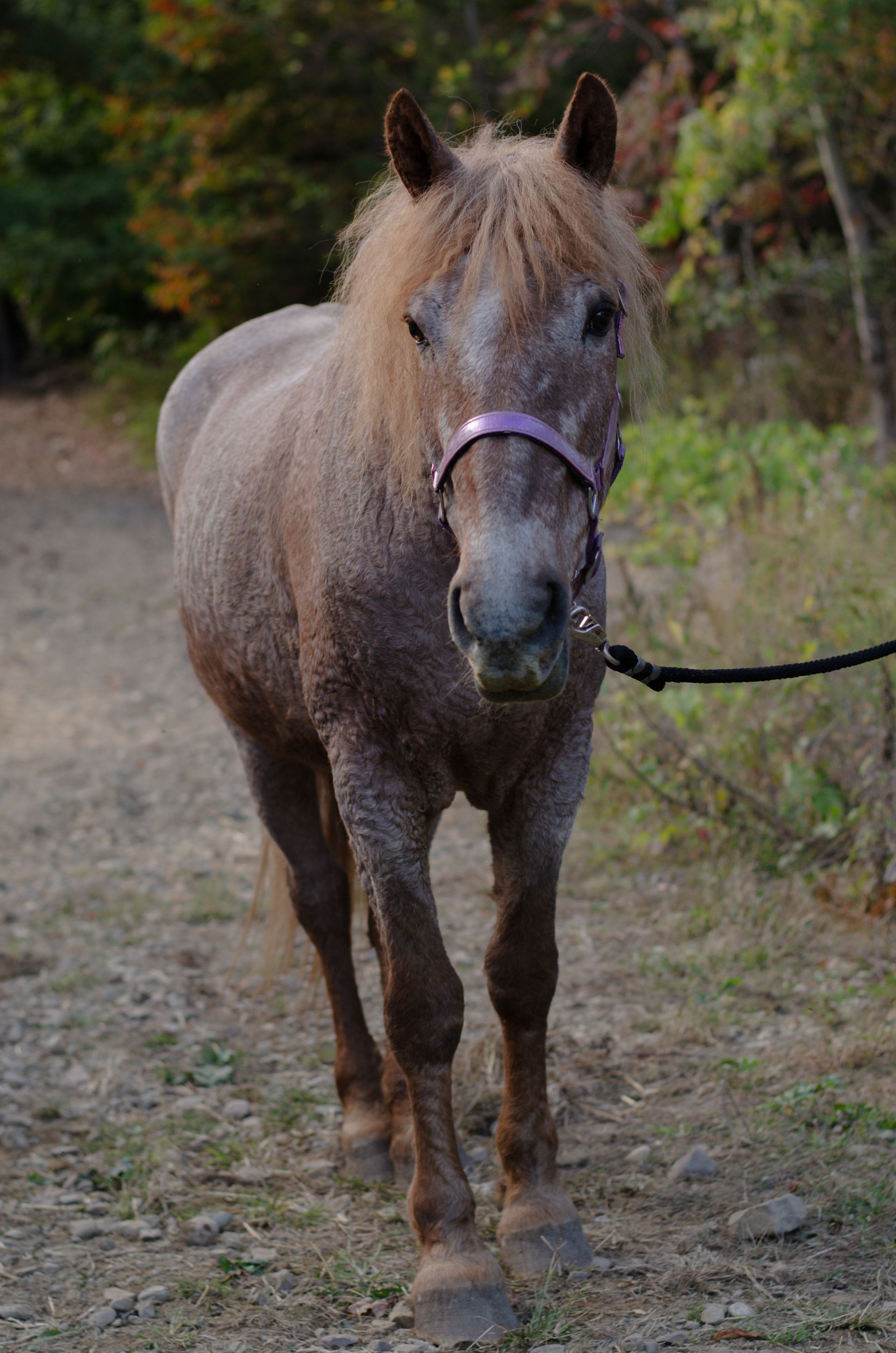A horse is standing in a pile of leaves in the woods
