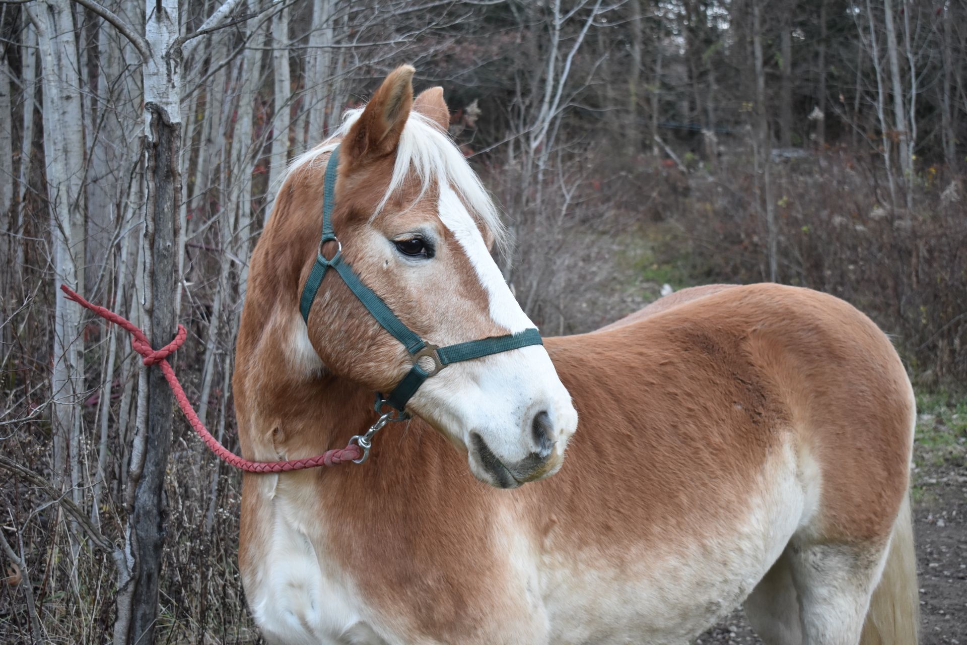 A brown and white horse with a green bridle is standing in the woods.