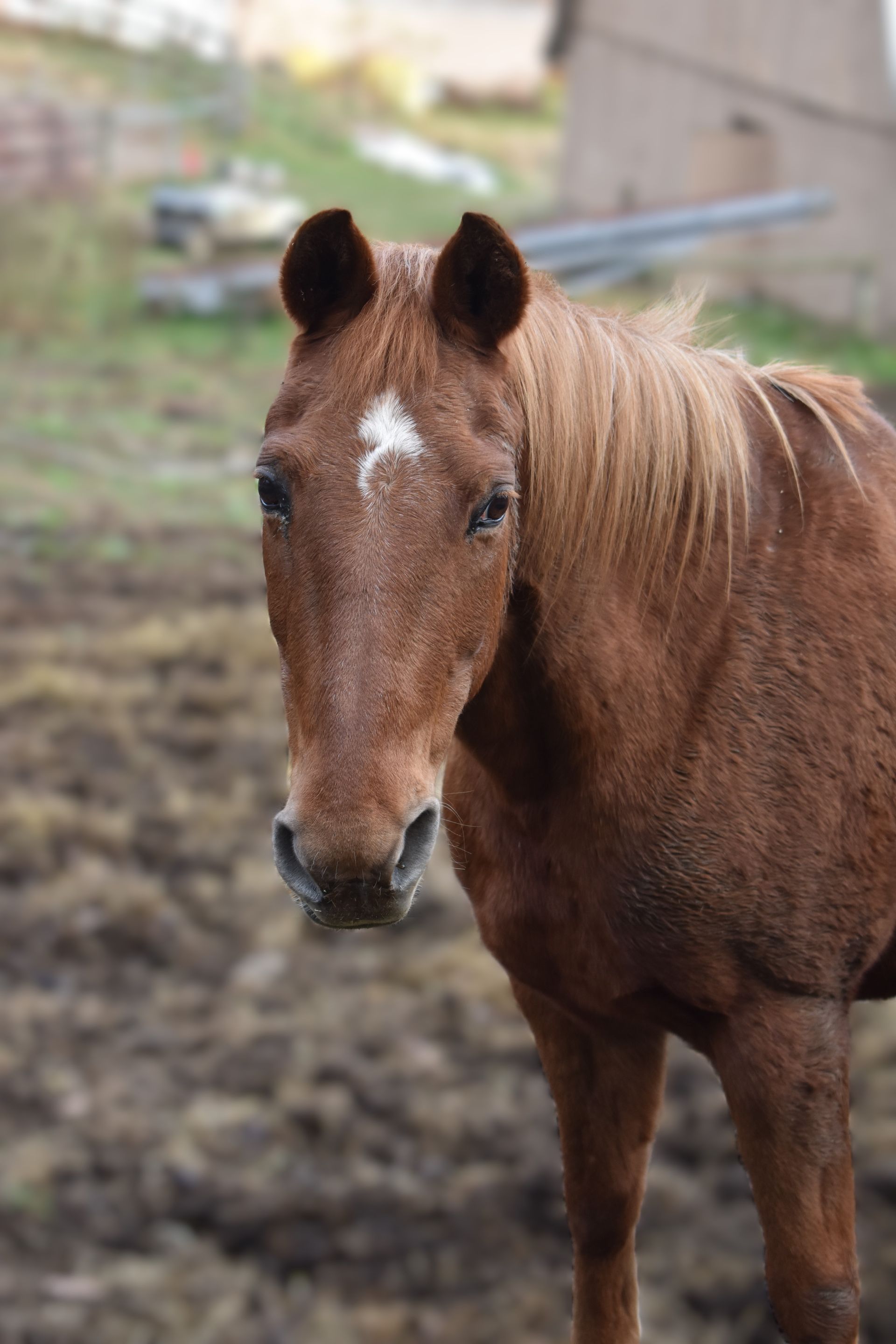 A brown horse with a white spot on its forehead is standing in the dirt.