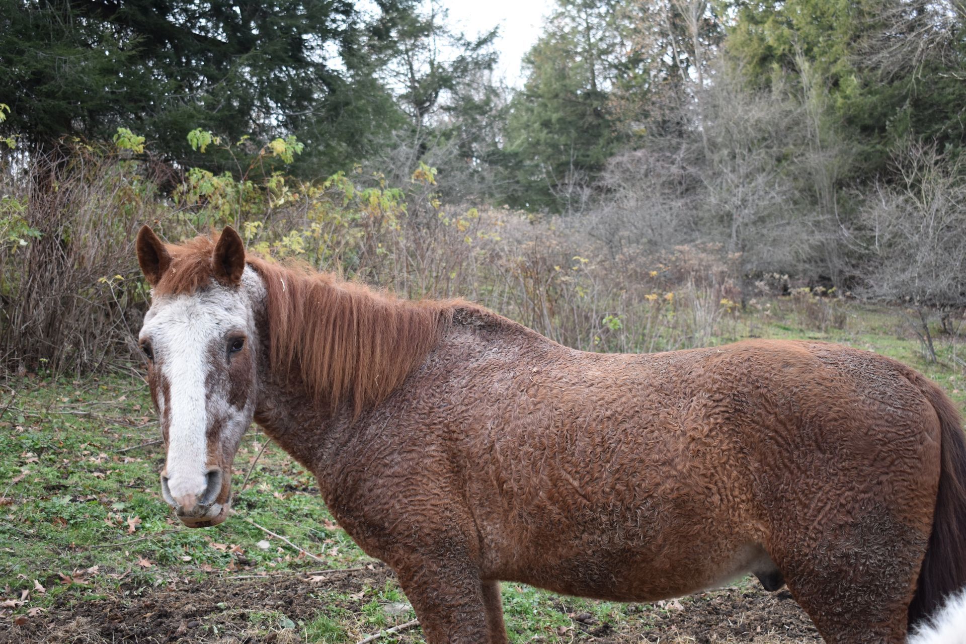 A brown and white horse standing in a grassy field