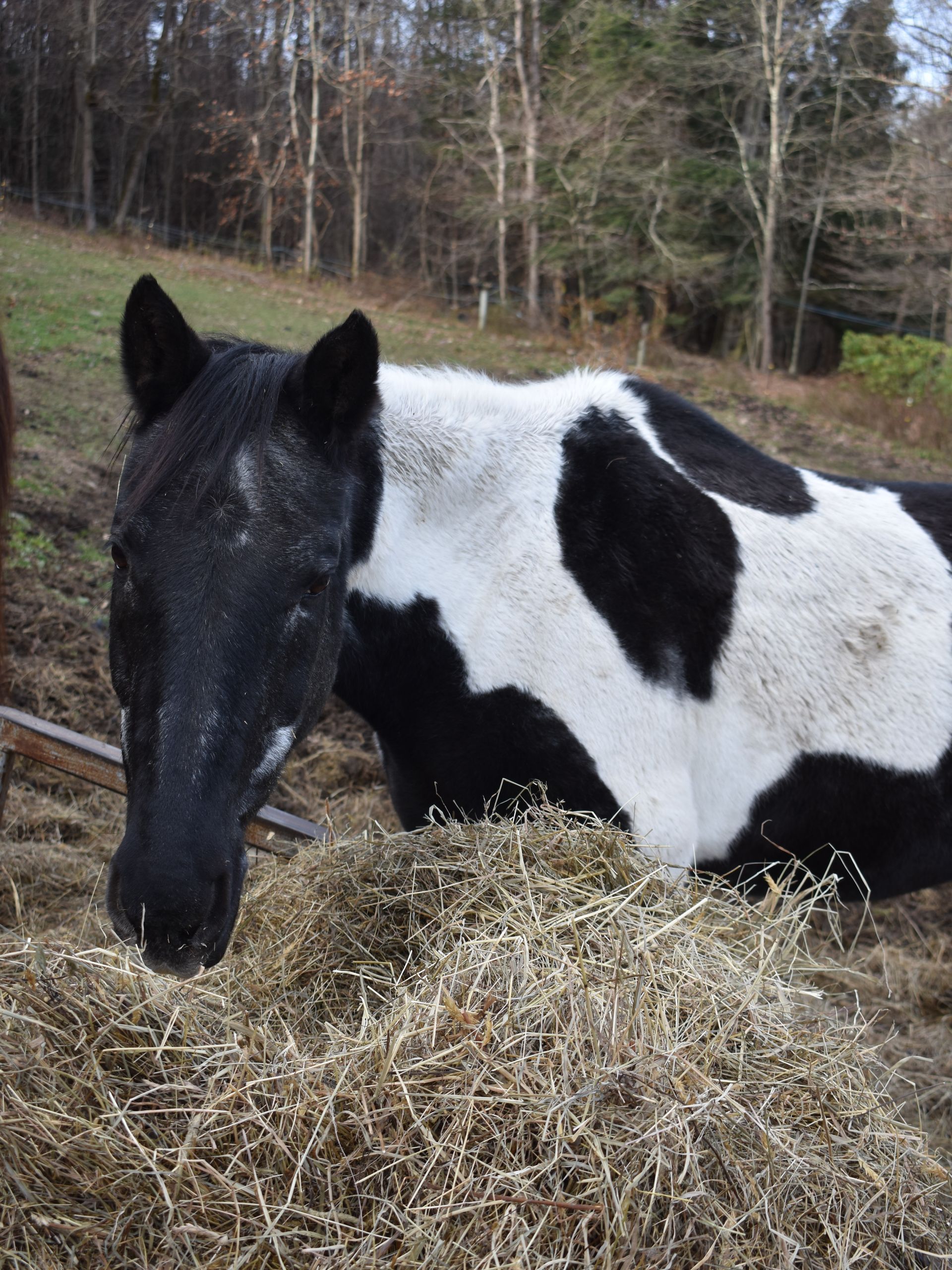 A black and white horse laying in a pile of hay