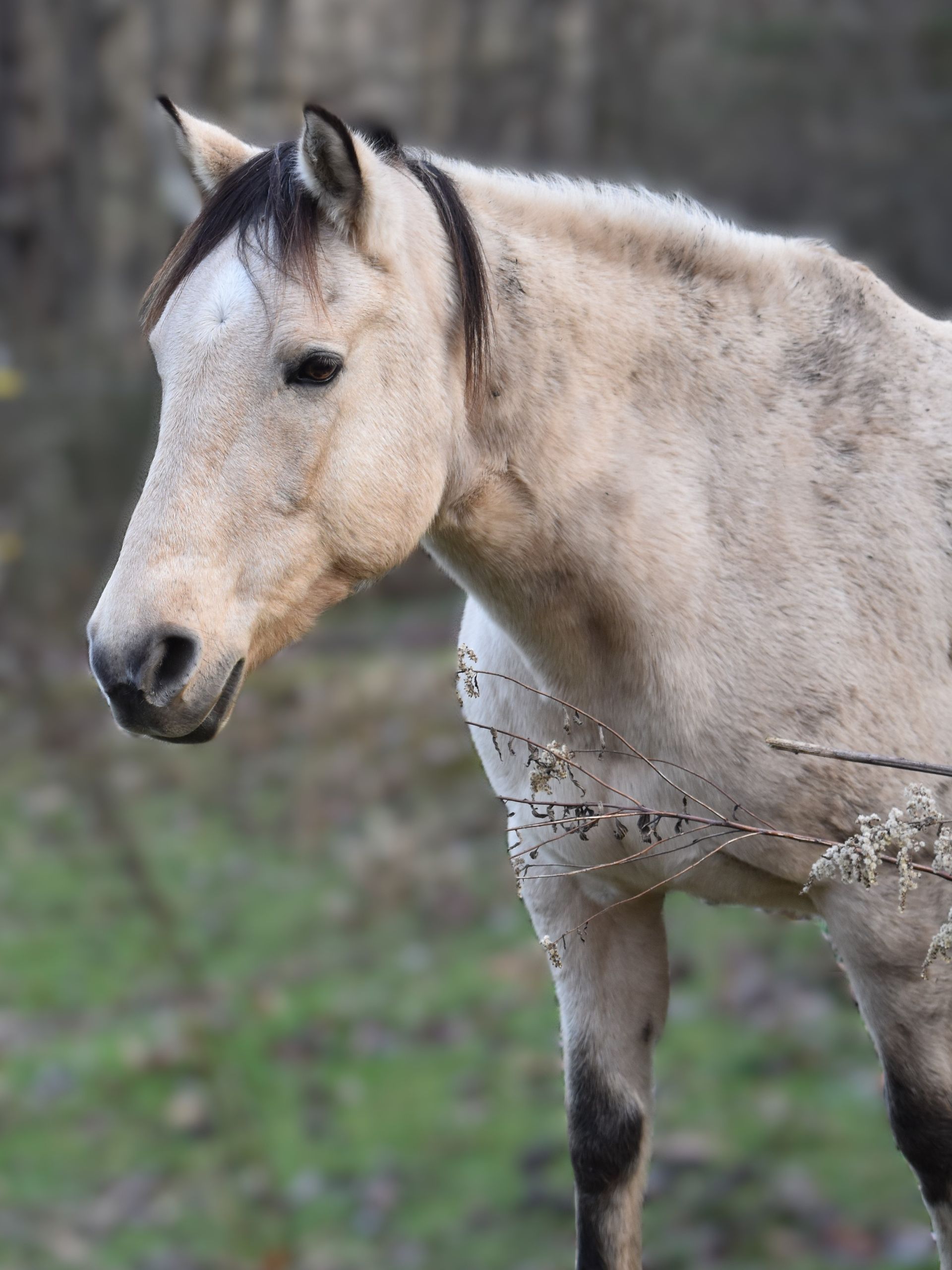 A close up of a horse standing in a field