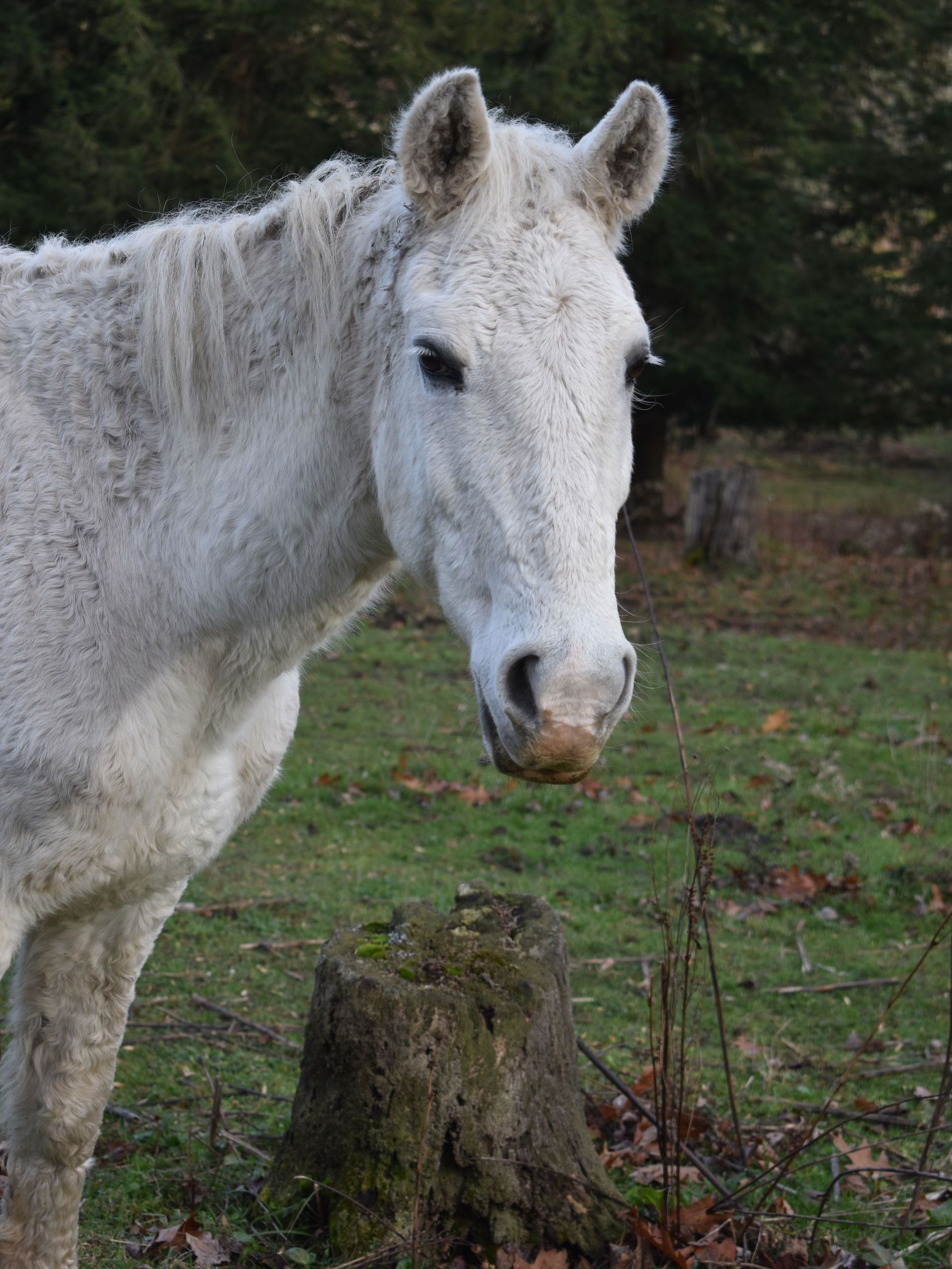 A white horse is standing in a grassy field next to a tree stump.