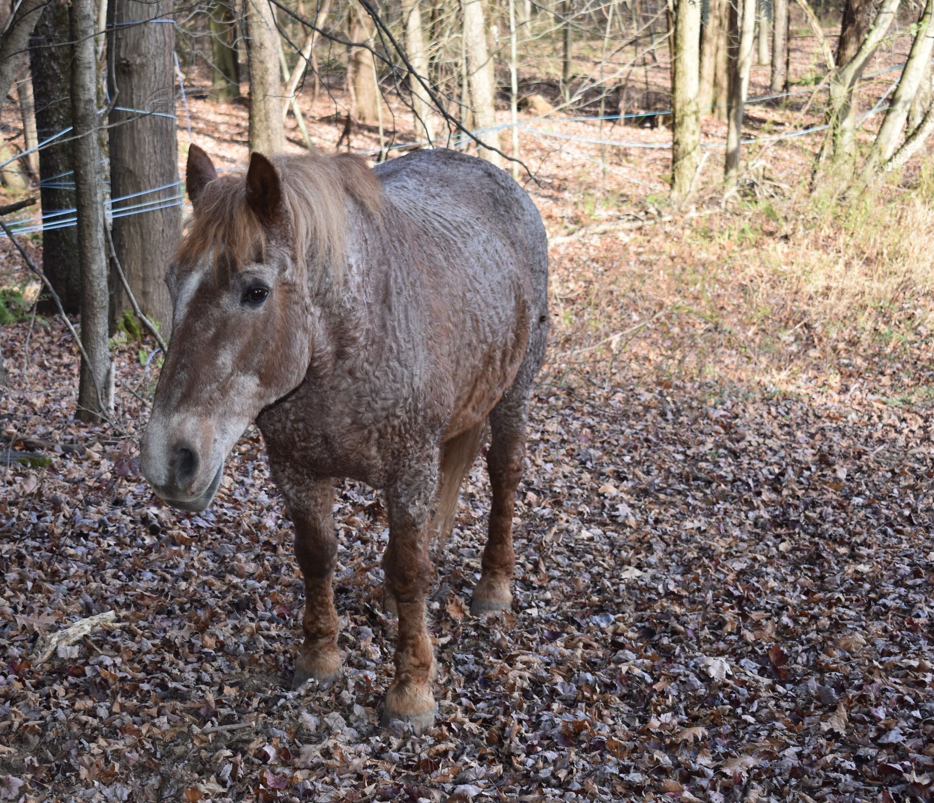 A horse is standing in a pile of leaves in the woods