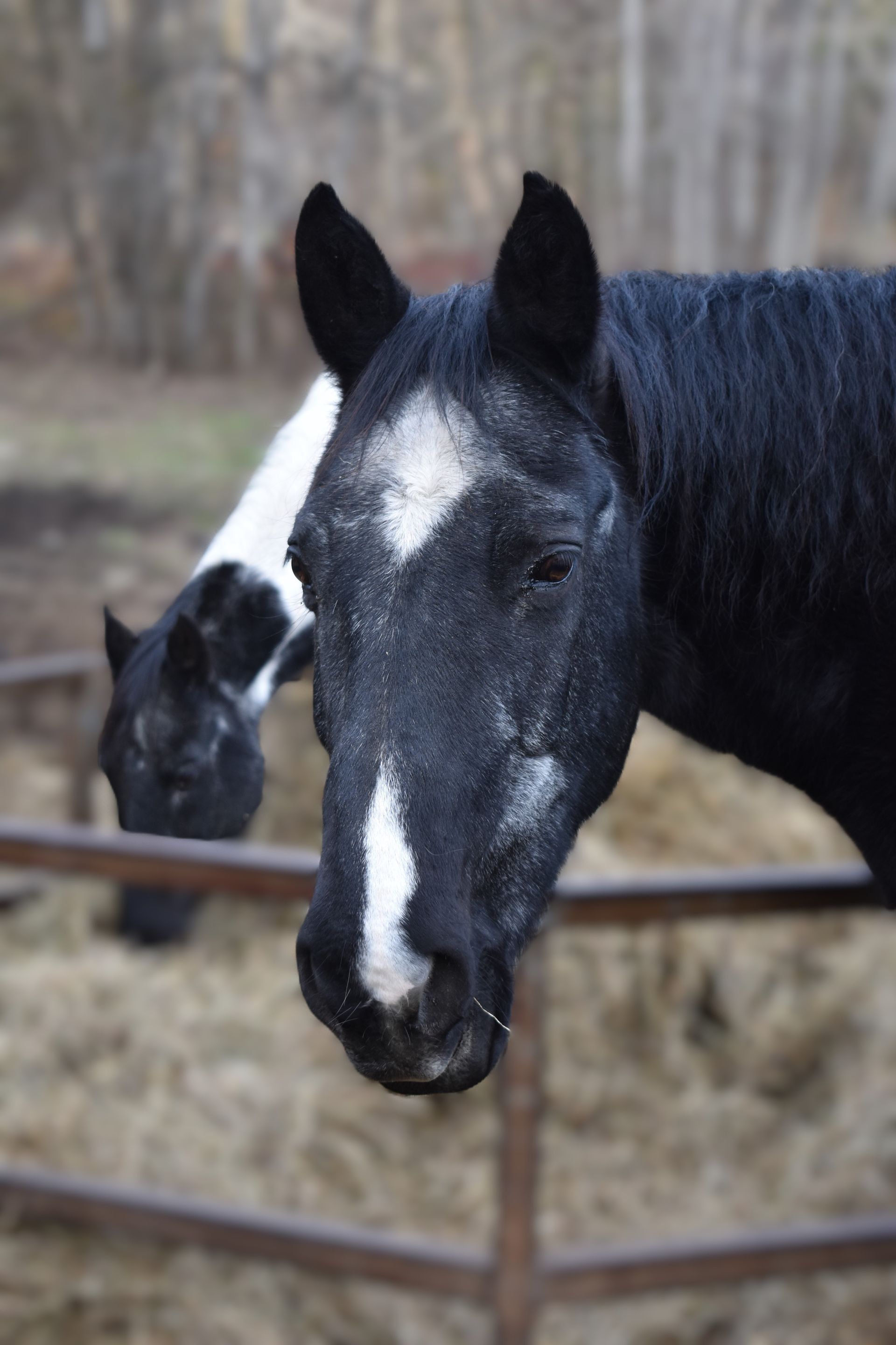 A black horse with a white spot on its face