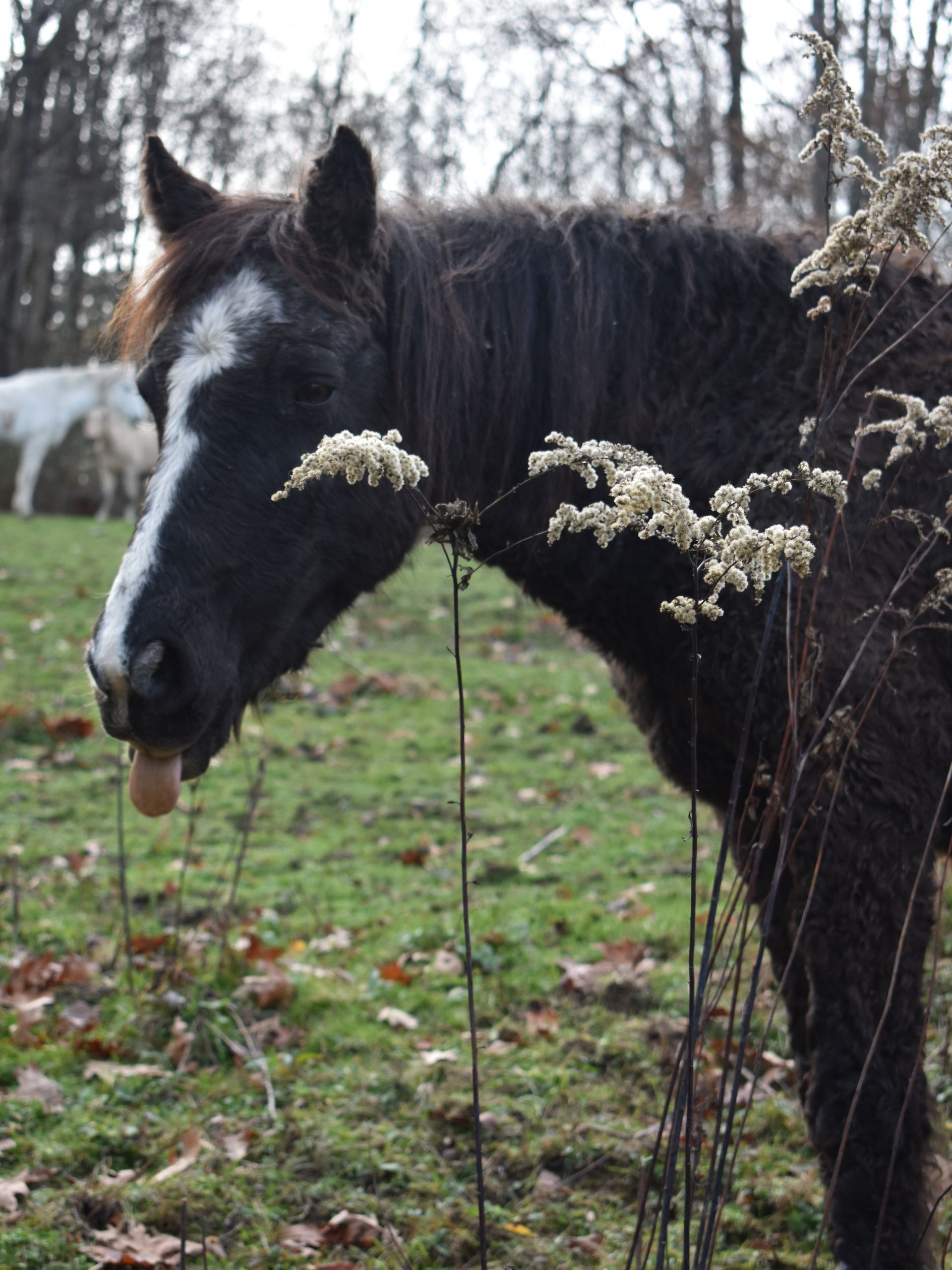 A black horse with a white spot on its face is standing in a grassy field.