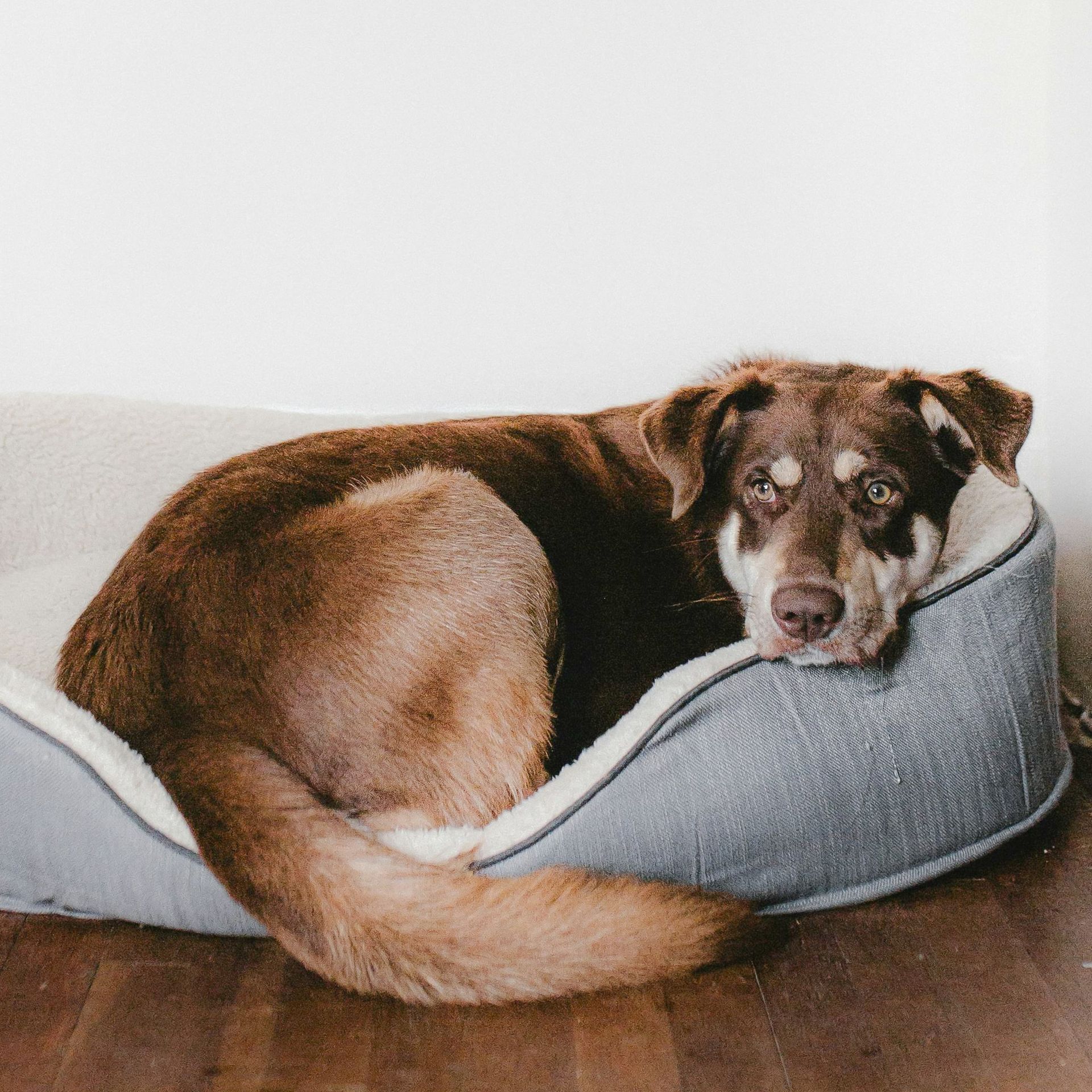 A brown and white dog is laying in a dog bed