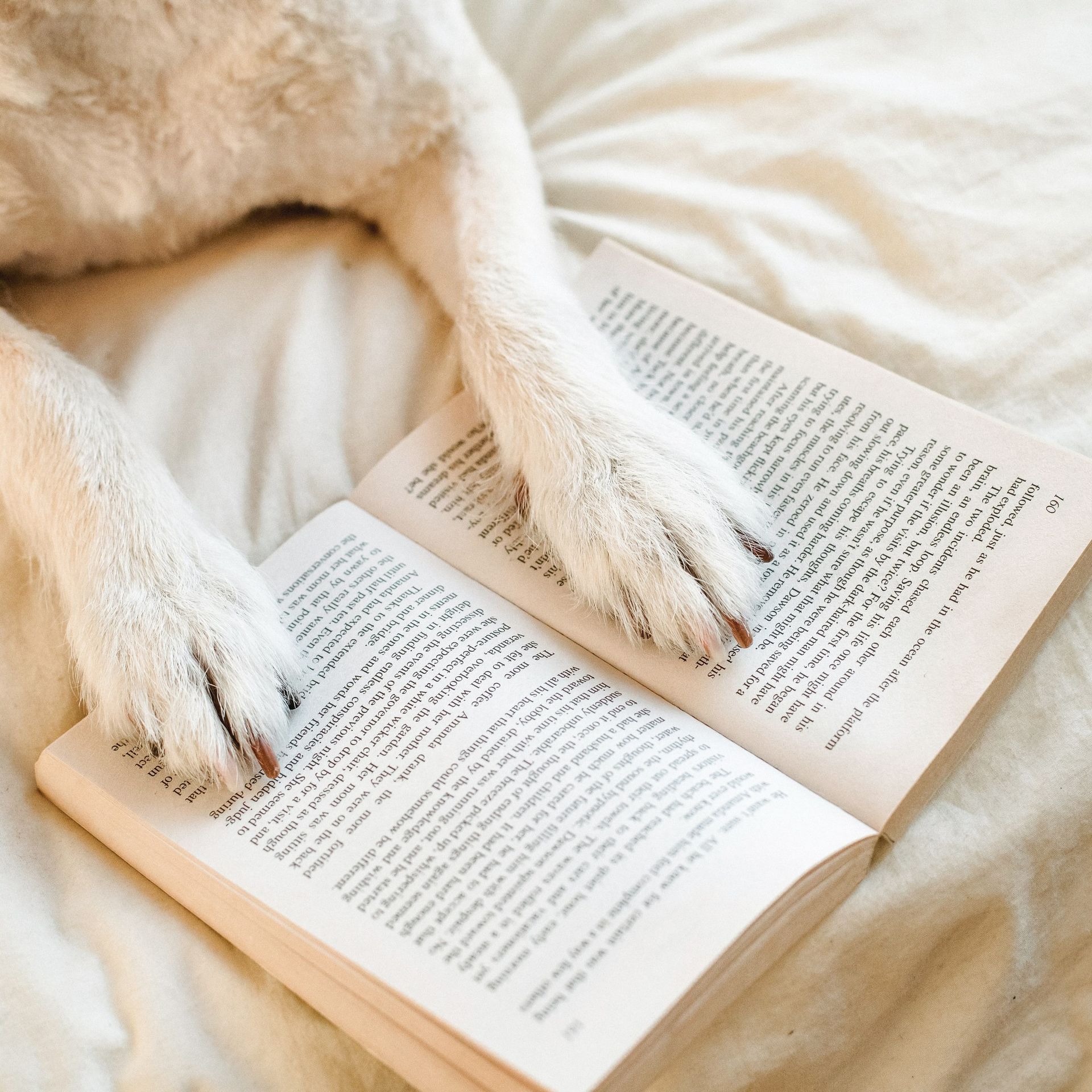 A dog laying on a bed reading a book