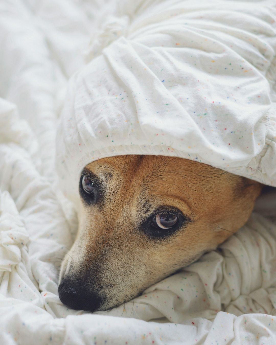 Pet-friendly hotels Manila welcome furry guests