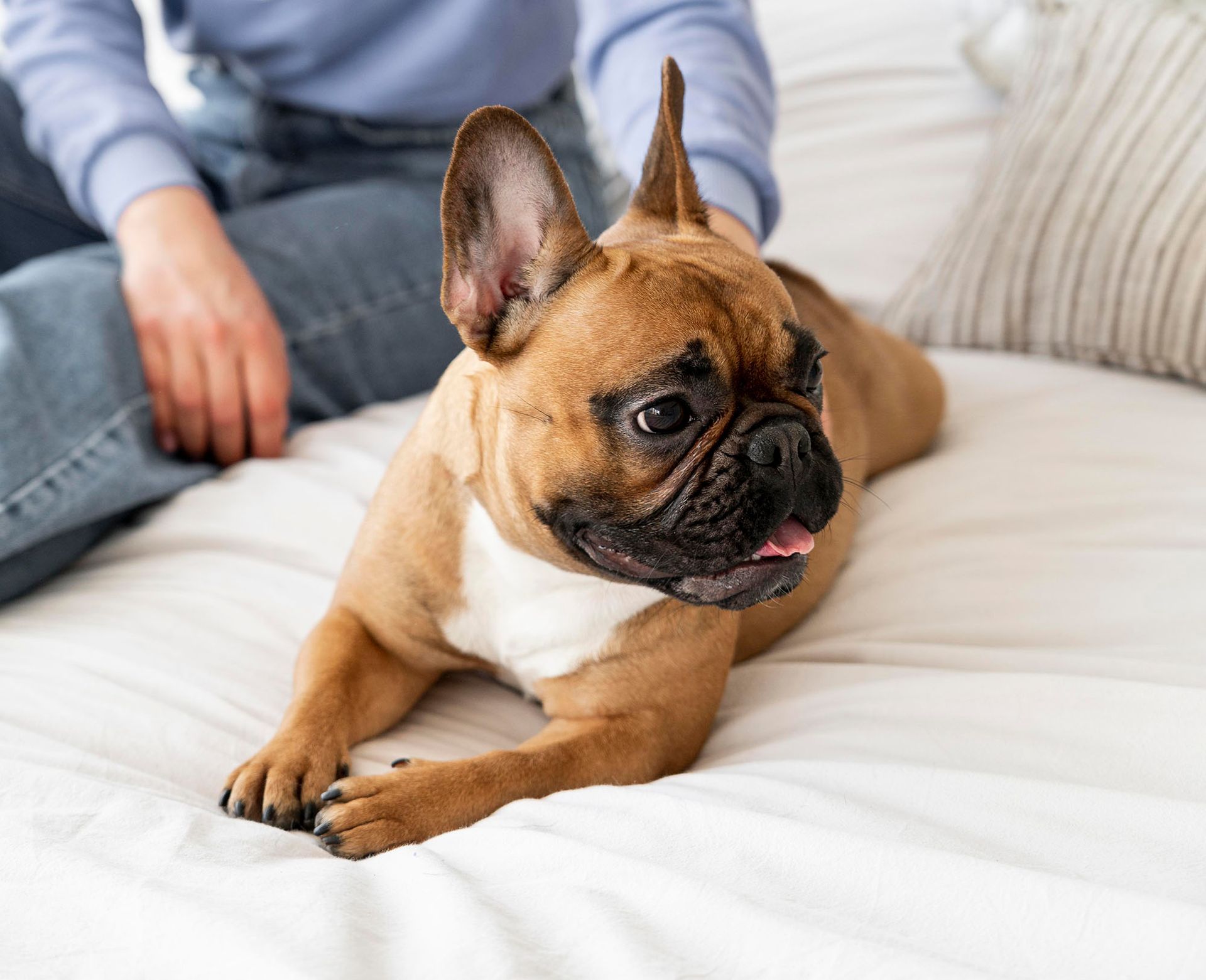 French bulldog laying on a white bed with owner. Tan fur, black face, tongue out.