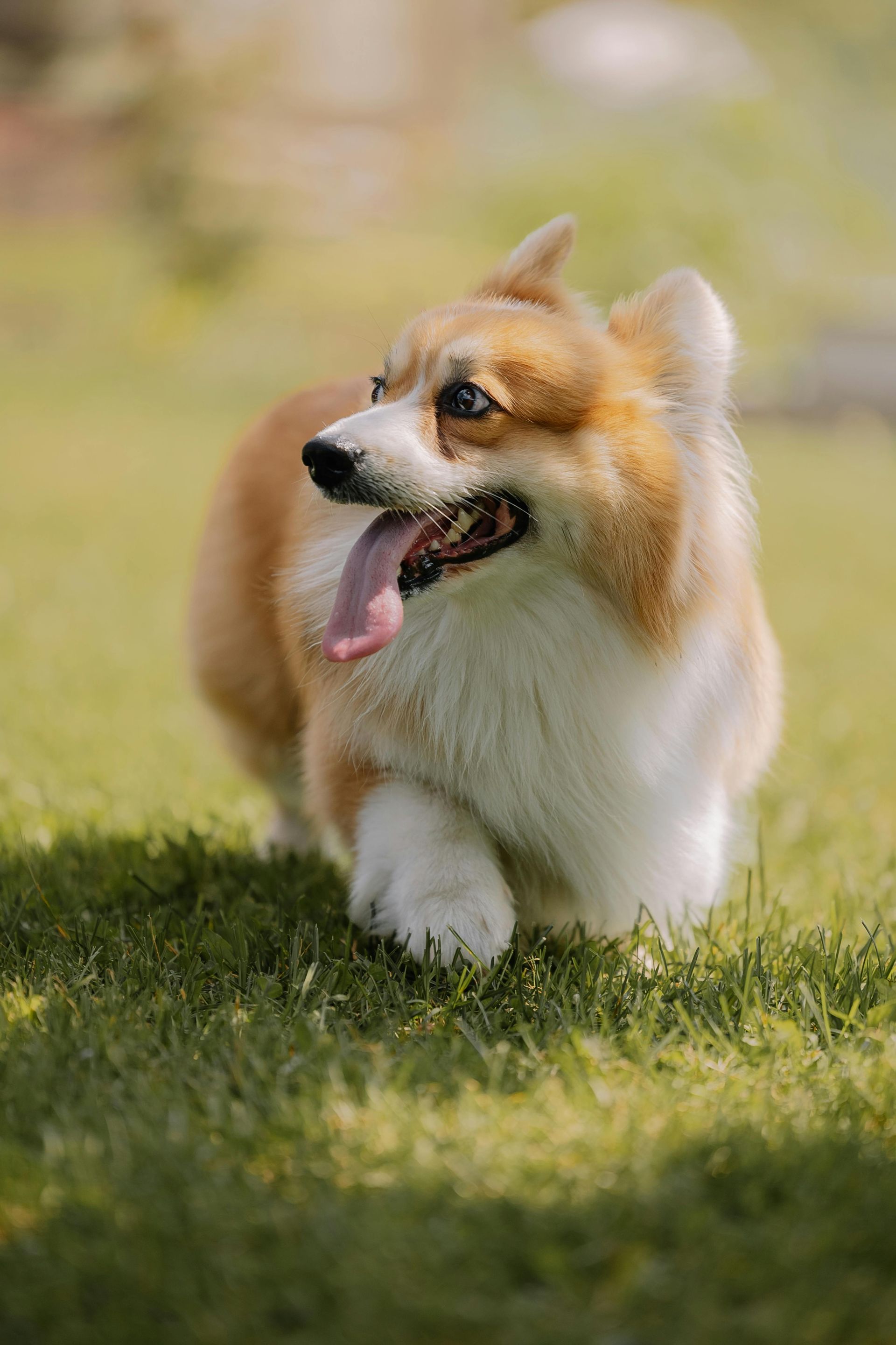 Corgi dog with tan and white fur, panting with tongue out, on green grass.