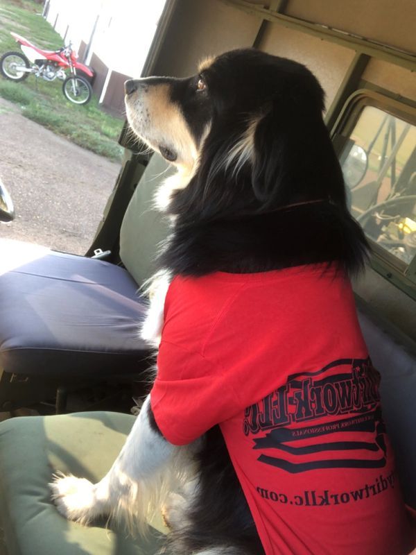 A black and white dog wearing a red shirt that says duck tour