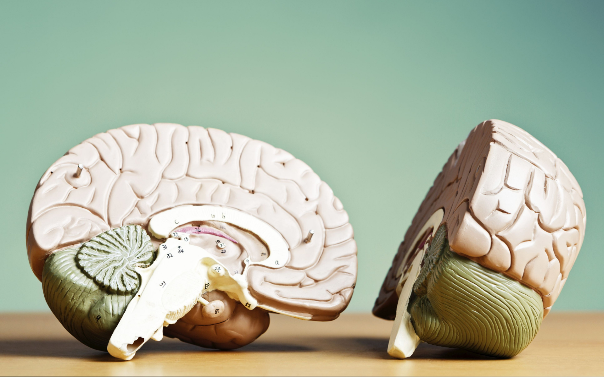 Diagram of a brain on a table with green background