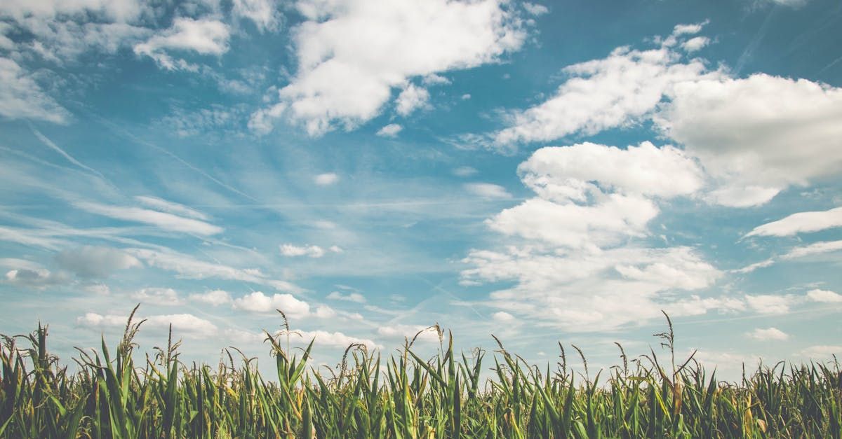 A field of grass with a blue sky and white clouds in the background.