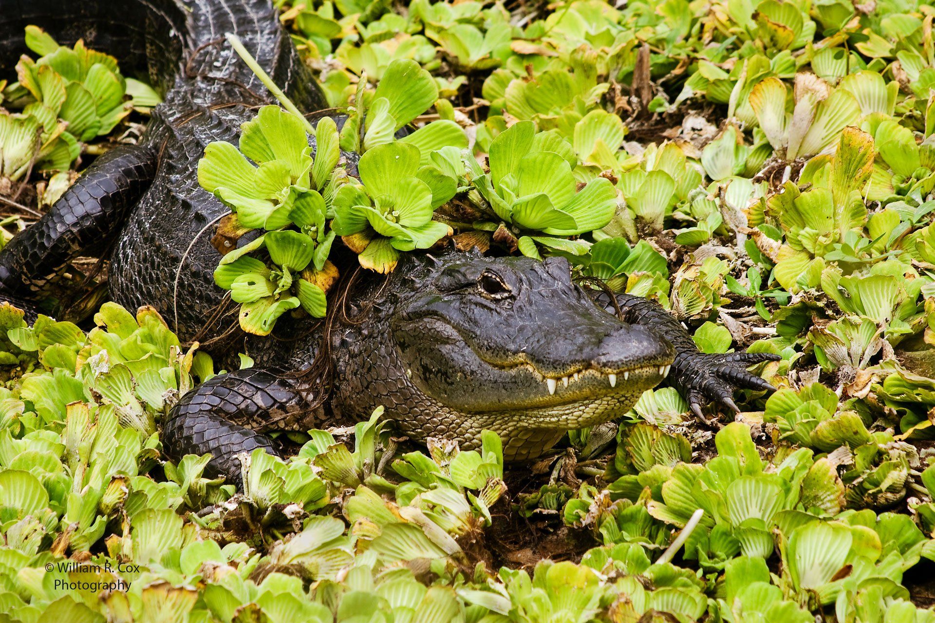American Alligator Photography