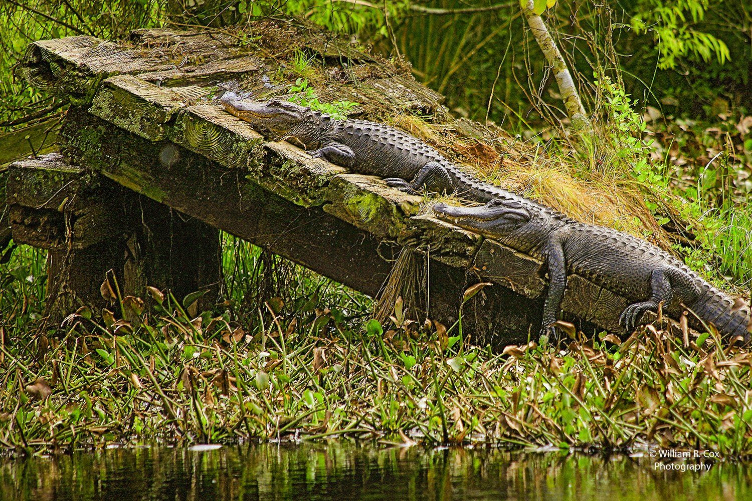 Nature Photography/Wildlife Photography/Reptile Photography