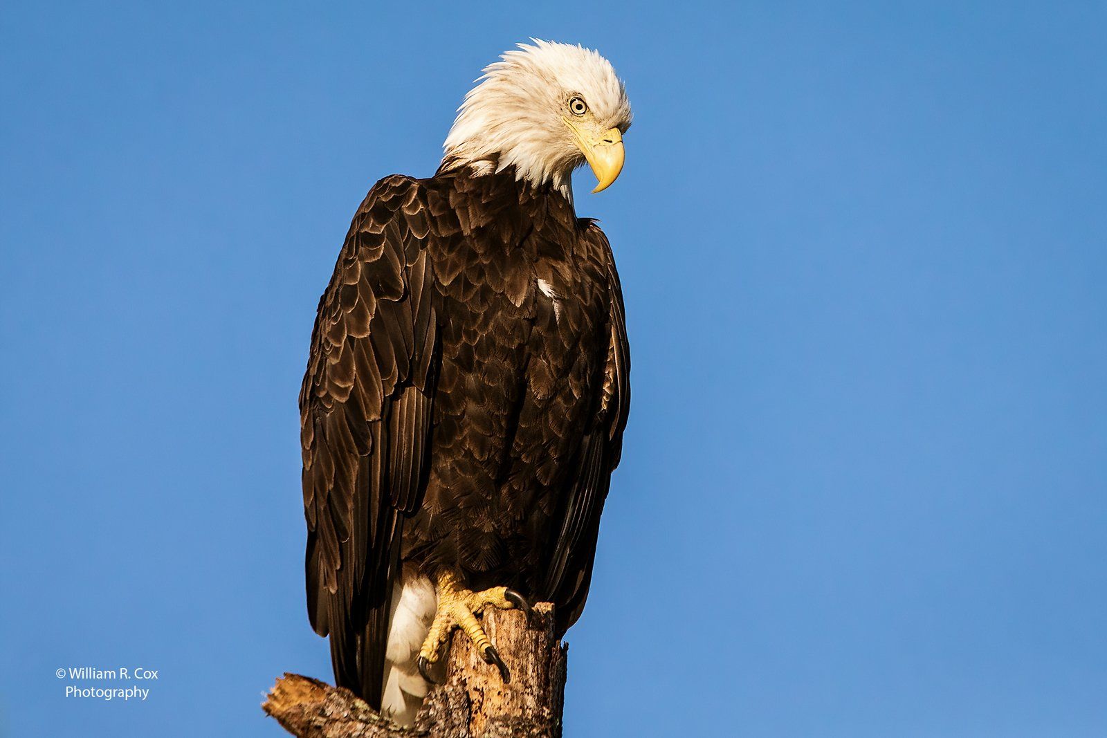 Nature Photography/Bird Photography/Conservation Photography