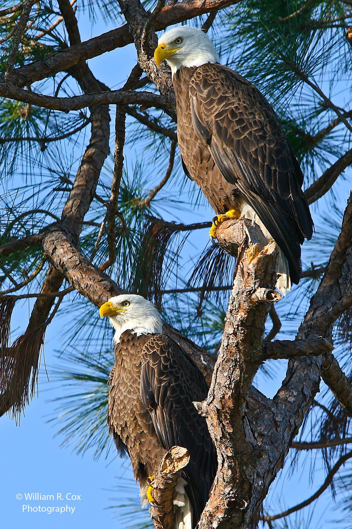Bald Eagle Breeding Pair