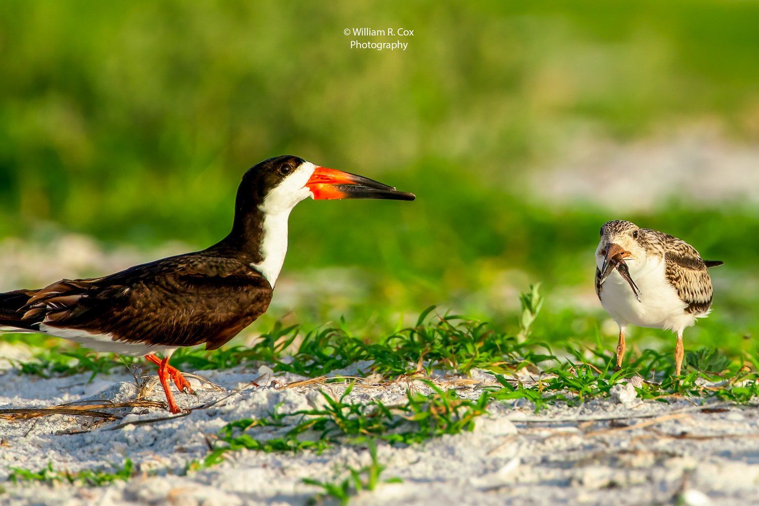 Bird Photography/Conservation Photography/ Nature Photography