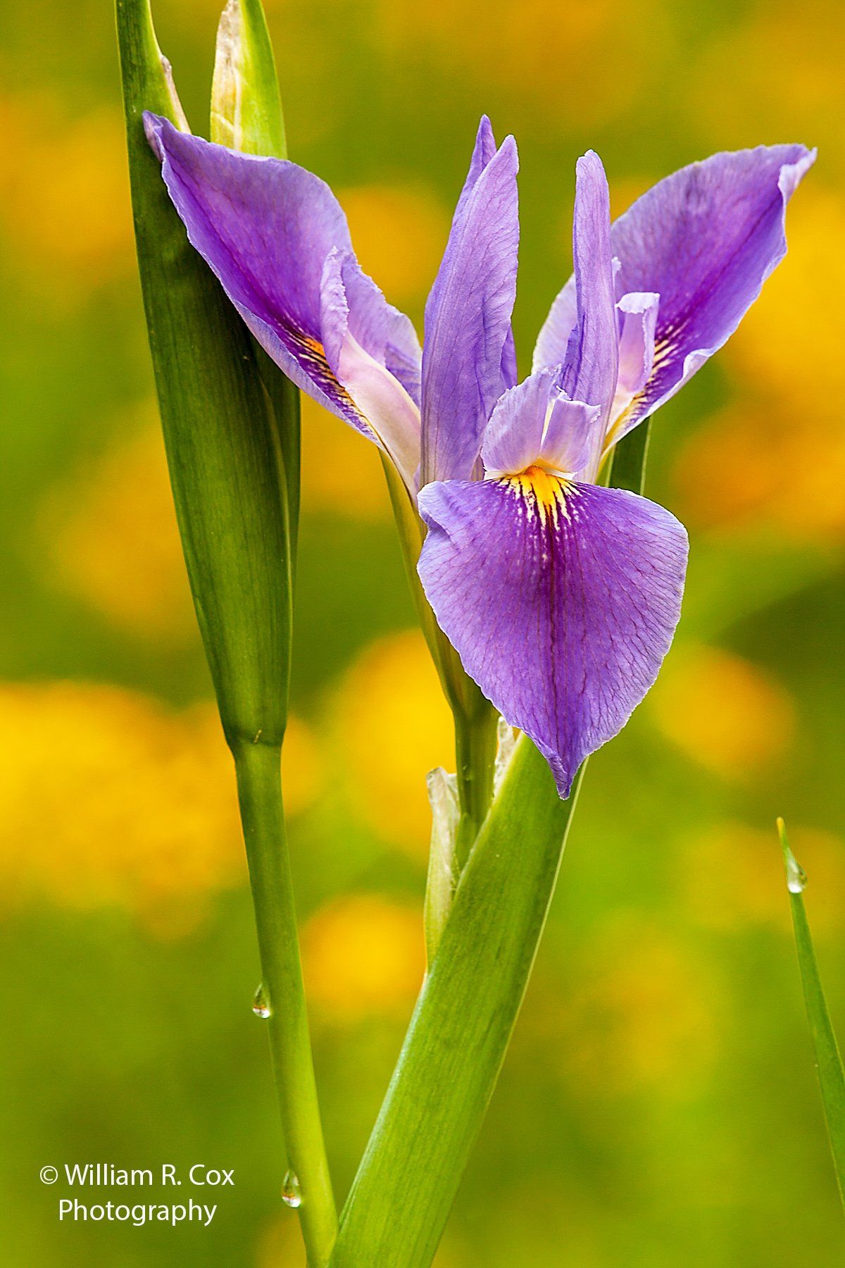 Flower photography/Nature Conservation