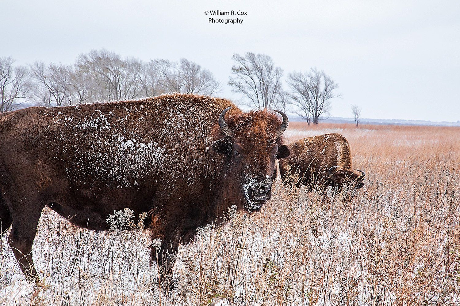 Wildlife photography/ Nature Photography/Wildlife Conservation