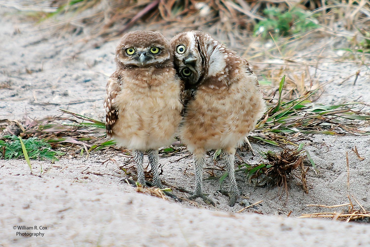 Bird Photography/Wildlife Conservation/