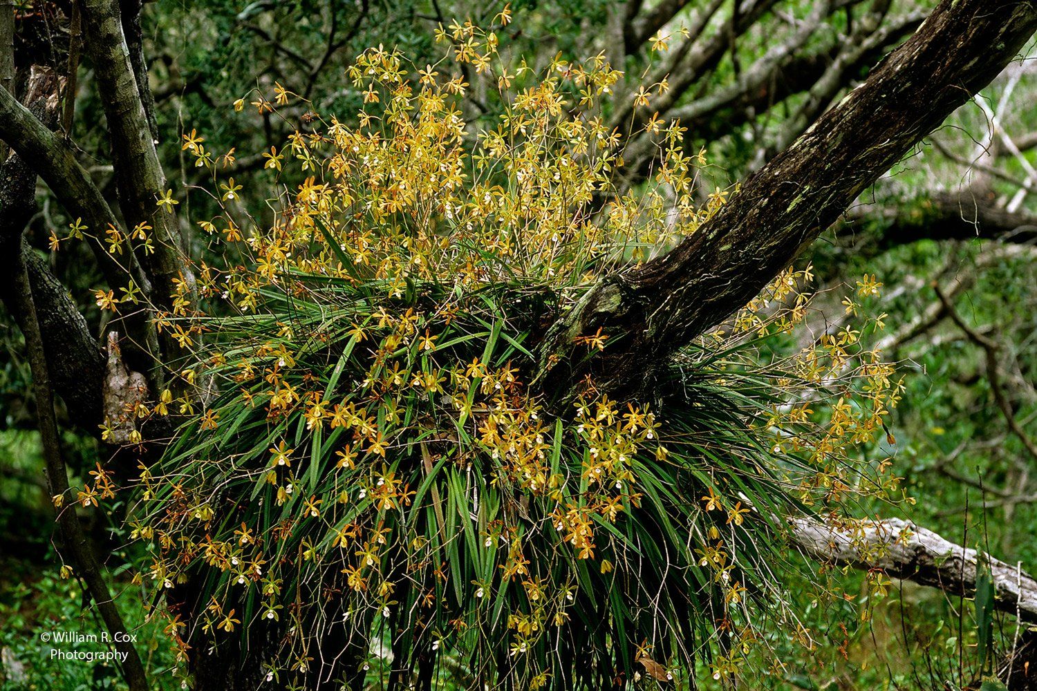 Flower Photography/Conservation Photography