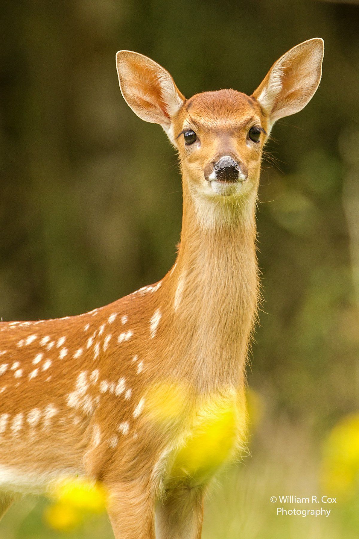 Wildlife Photography/Nature Photography/Wildlife Conservation