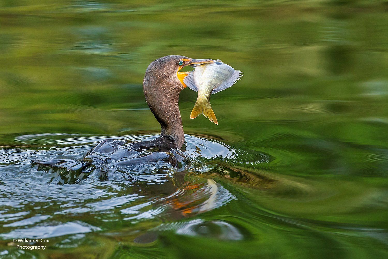 Nature photography/Wildlife conservation