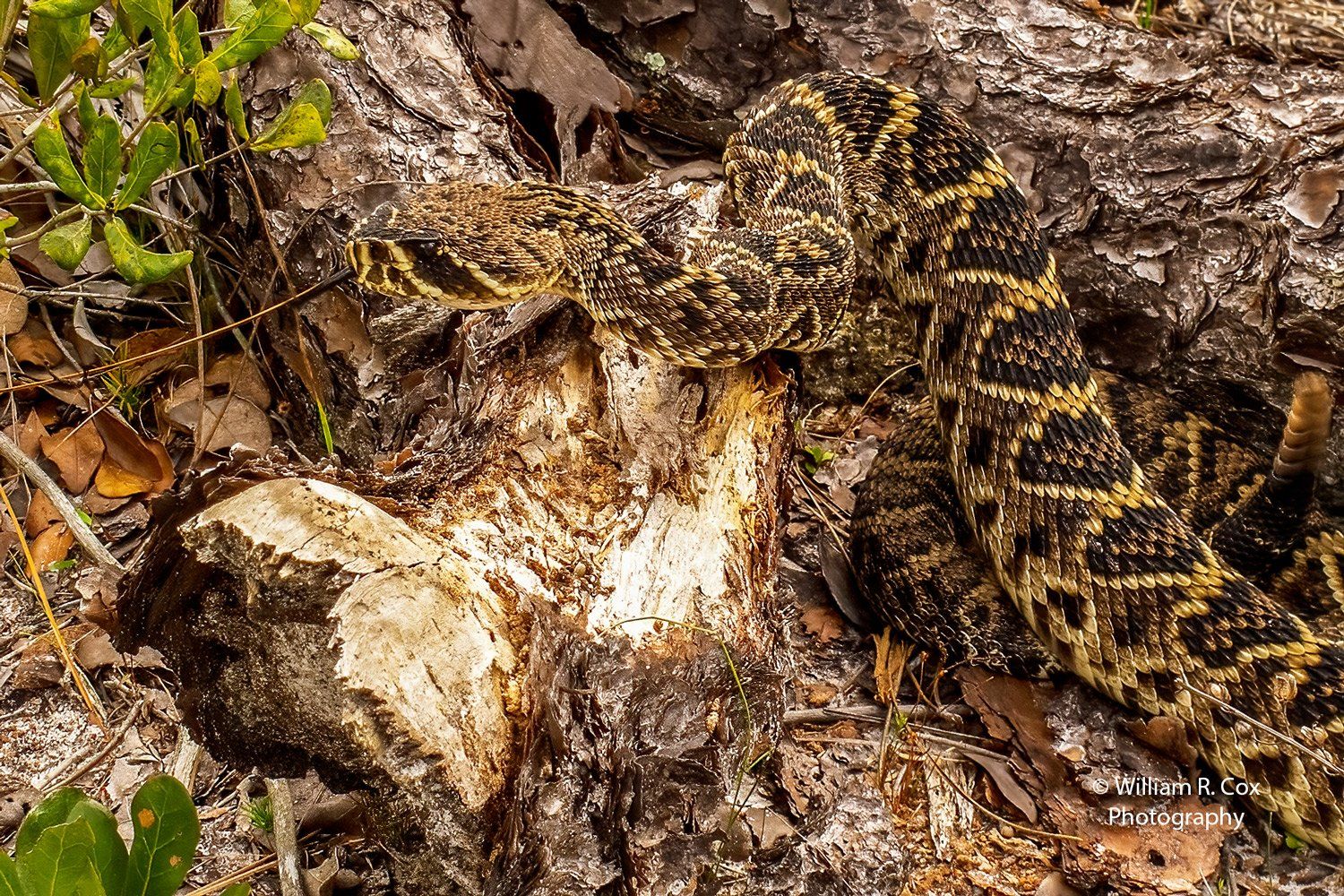 Reptile Photography/Conservation Photography