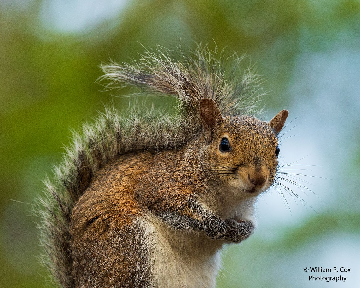Eastern Gray Squirrel - Lake manatee State Park