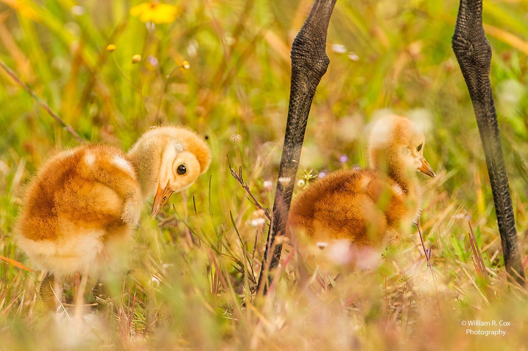 Bird Photography/Nature Photography