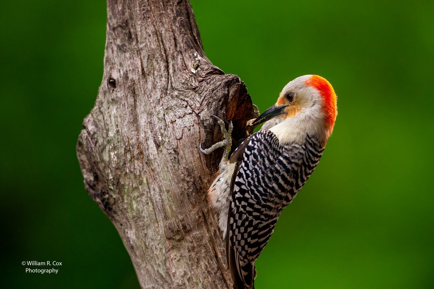 Bird Photography/Nature Photography/Conservation Photography