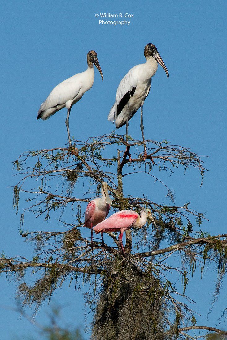 Bird Photography/Wildlife Conservation