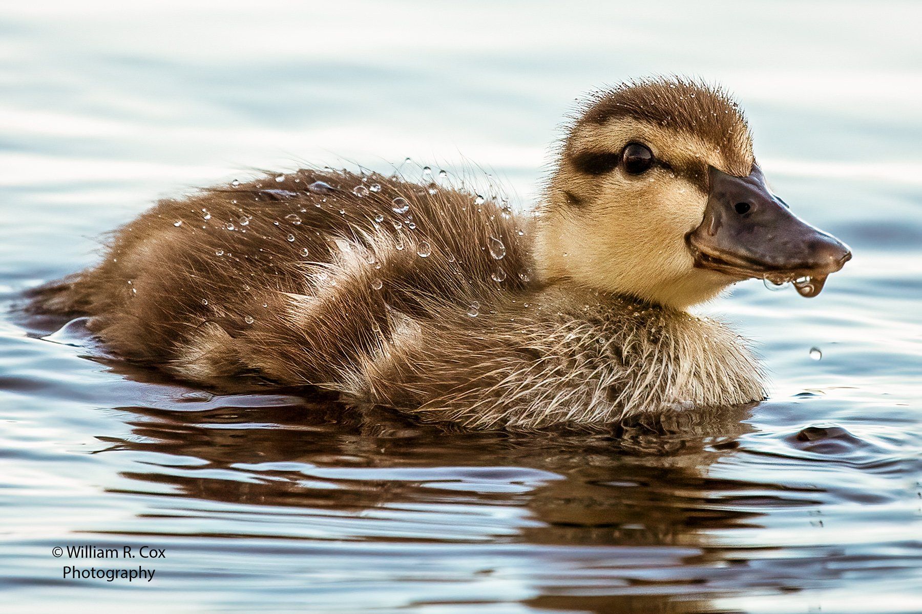 Nature Photography/Wildlife Photography/Bird Photography