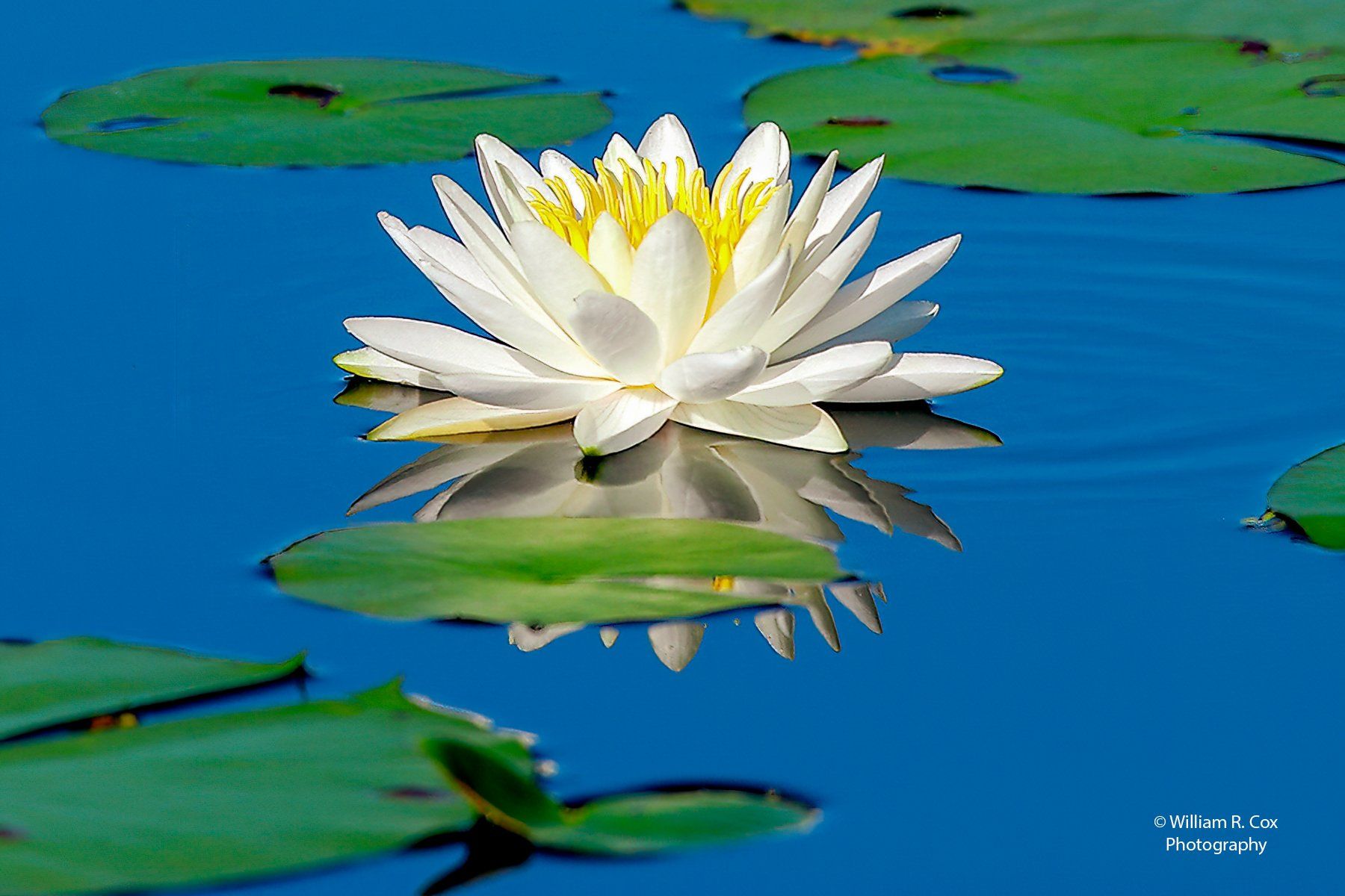 Flower photography/Waterscapes Photography