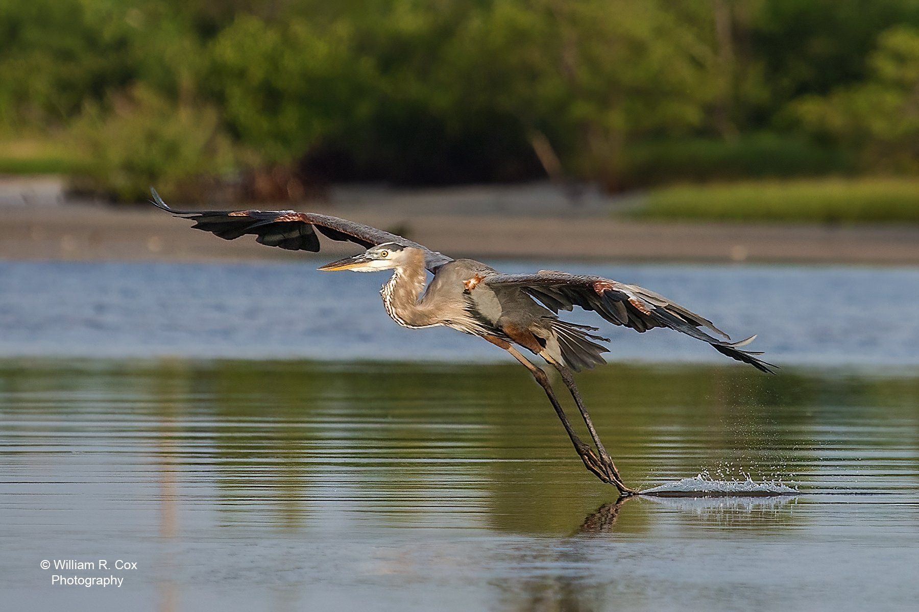 Bird Photography/Nature Photography/Conservation Photography
