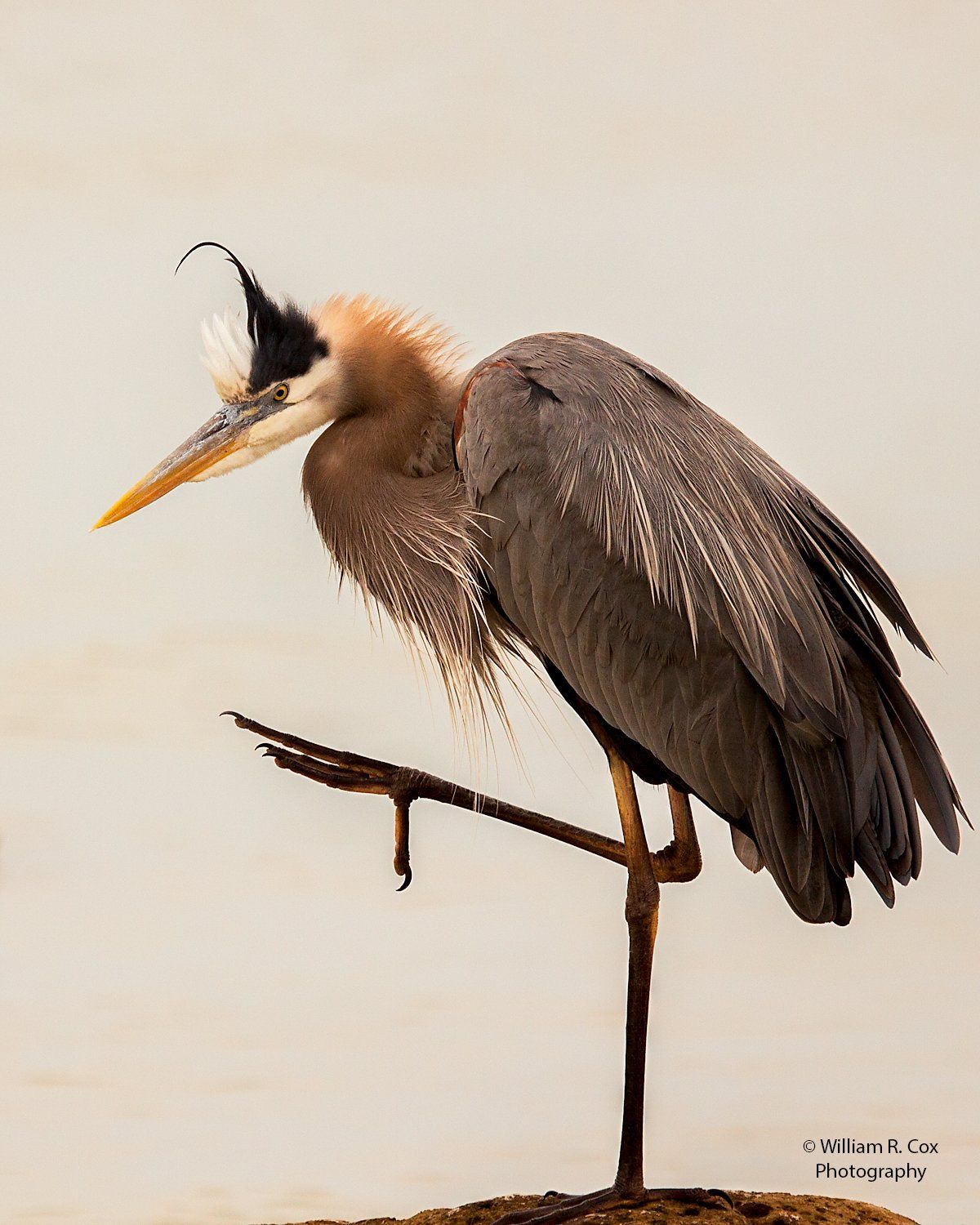 Bird Photography/Wildlife Conservation