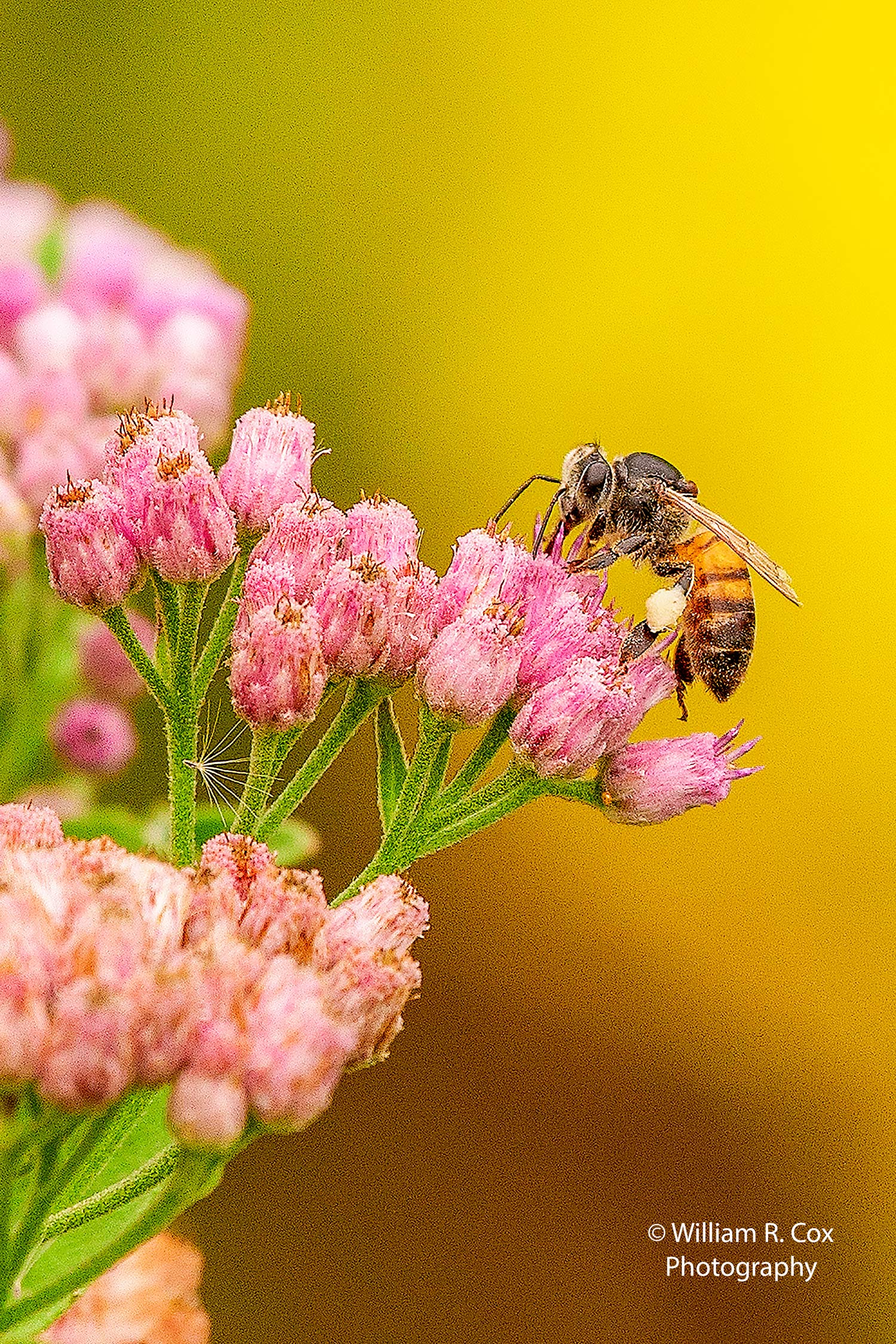 Macro Photography/Nature Photography