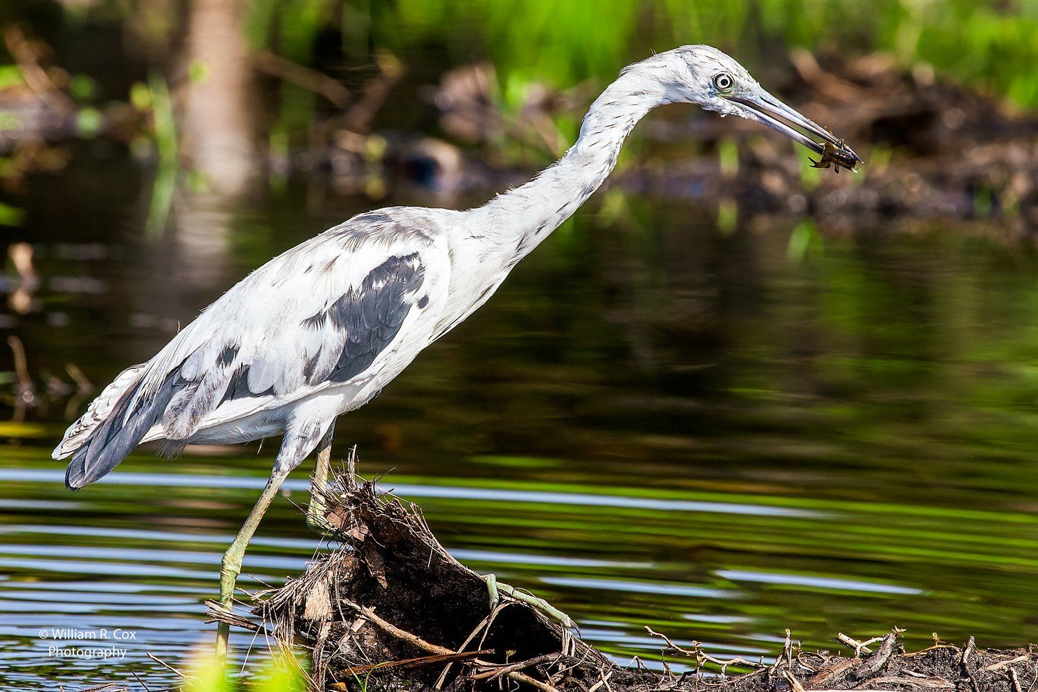 Bird Photography/Nature Photography/ Wildlife Photography