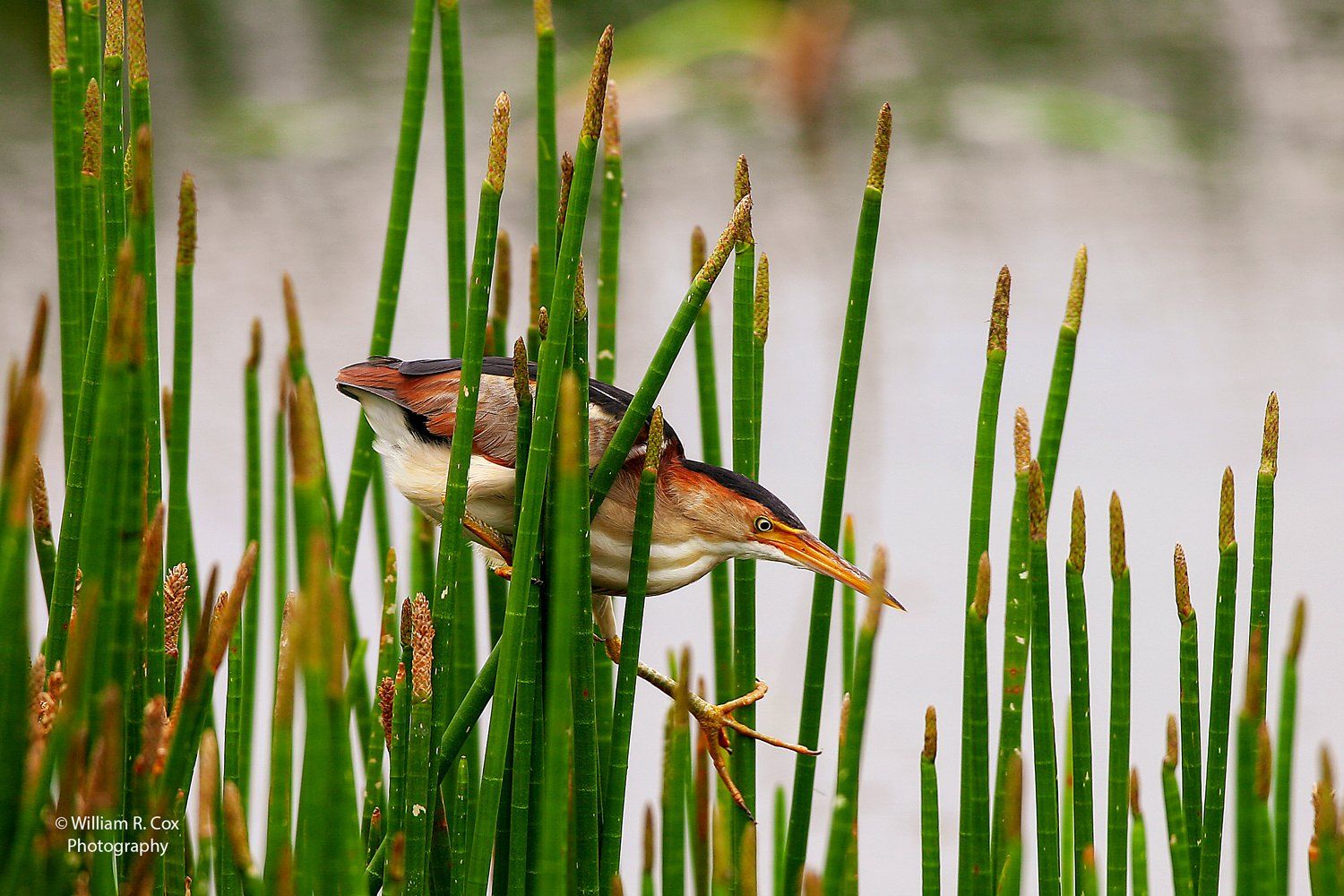 Bird photography/Wildlife Conservation