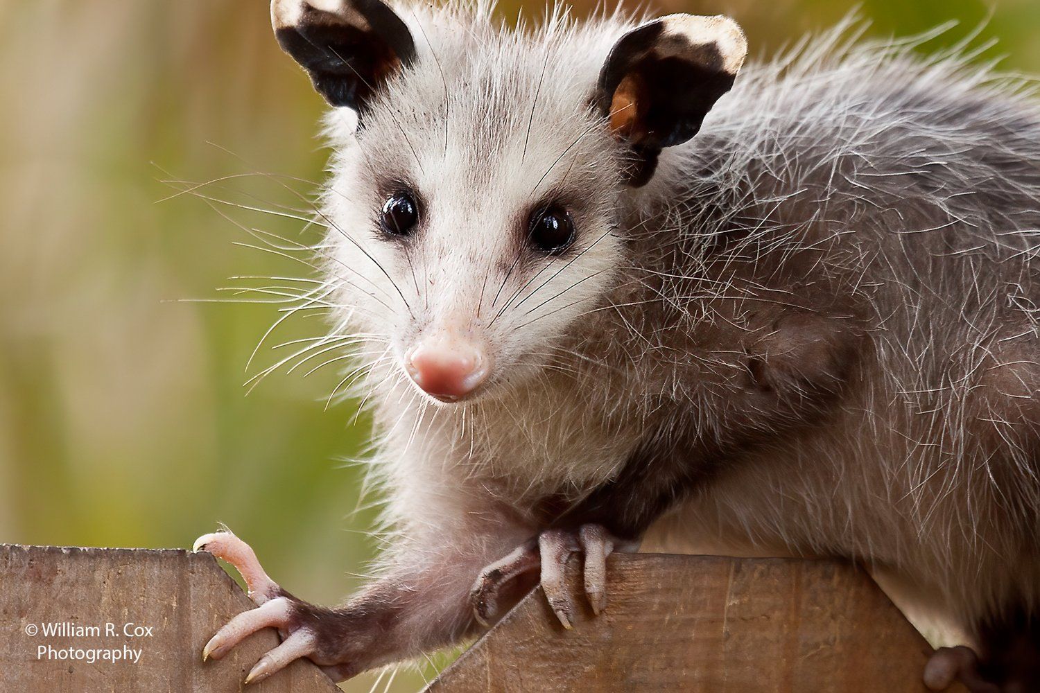 Wildlife Photographer/ Nature Photography?Wildlife Conservation