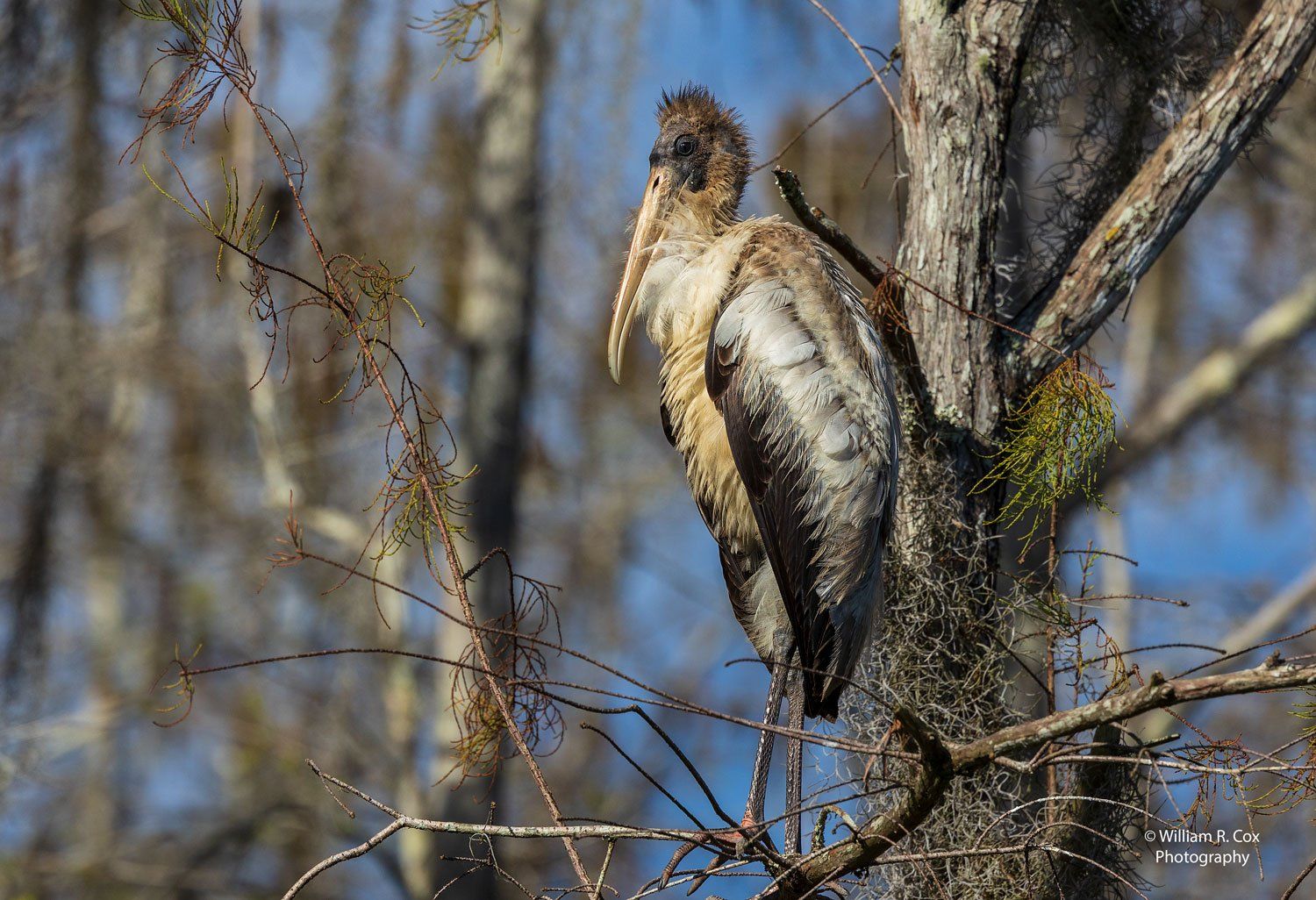 Juvenile Wood Stork - South Florida