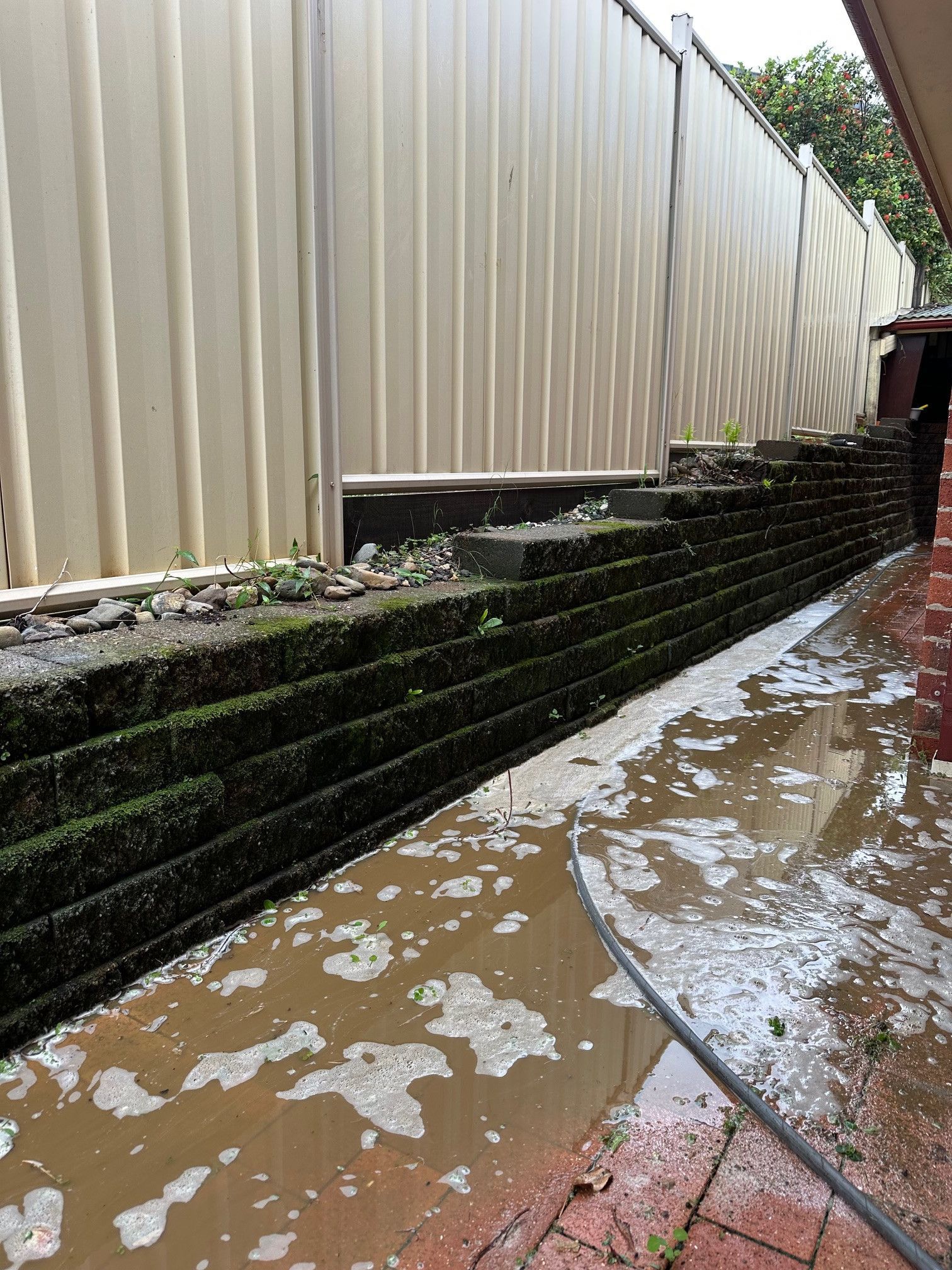 Muddy brick patio with low concrete walls alongside a corrugated metal fence, covered in green moss.