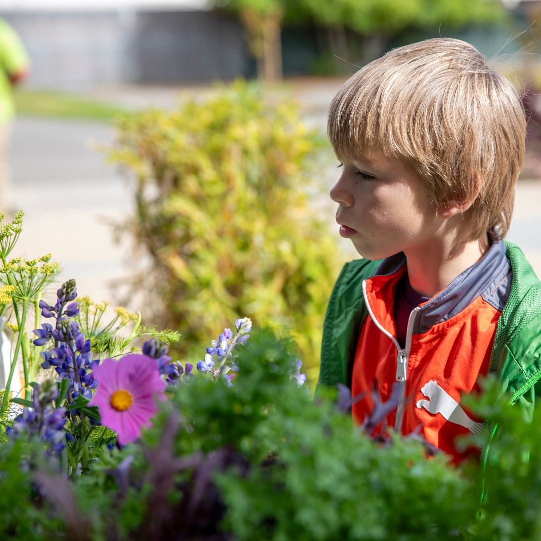 A young boy is looking at flowers in a garden.